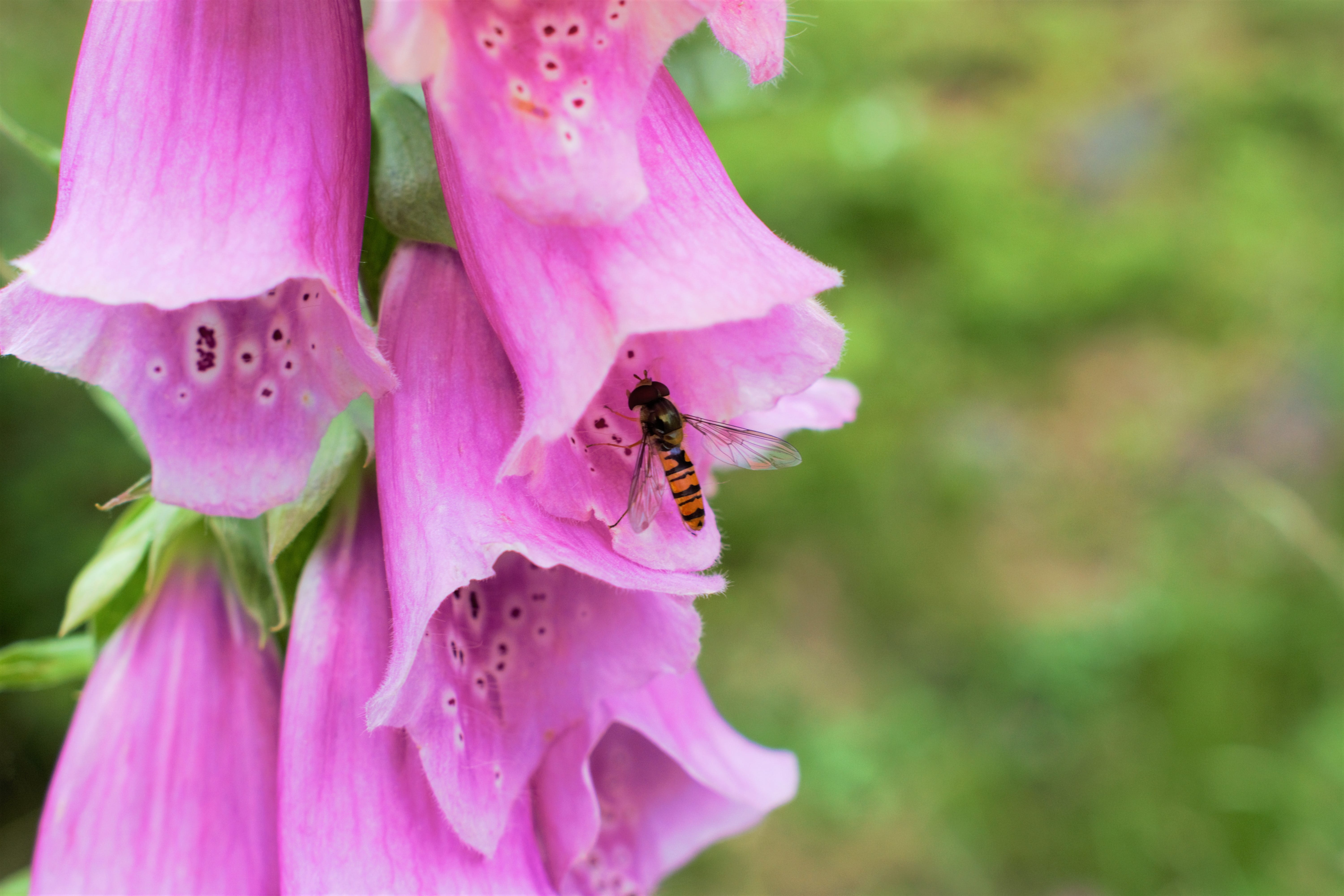 summer flowers, high, bee, europe, freshness, flowering plant, pink flower, åkersberga, fragility, plant, animal, insects, digitalis, plantain, bumblebee, HD Wallpaper