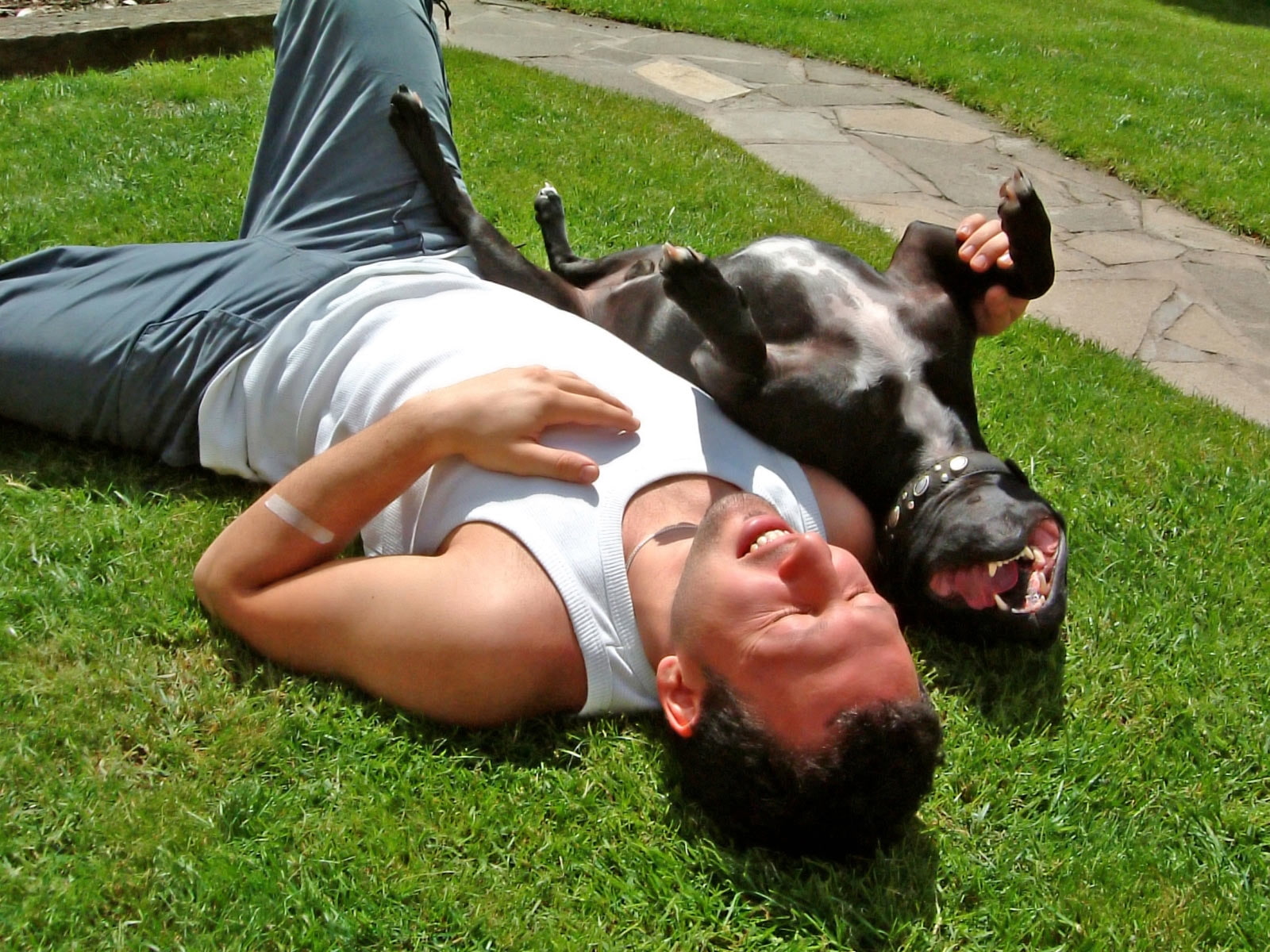 hd, animals, laugh, 720P, need, dog laughing, dog, man, good, laughing, HD Wallpaper