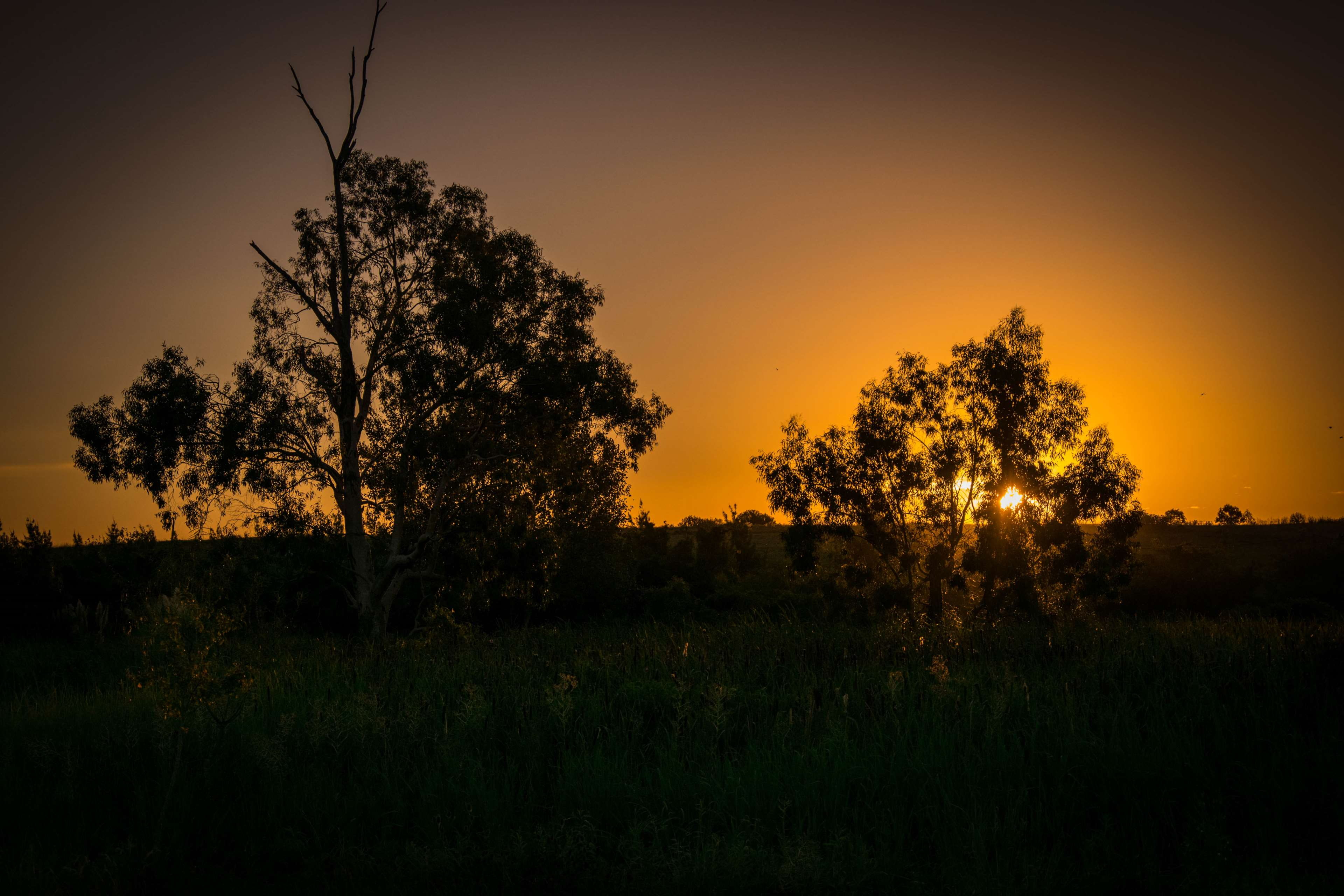 dark, photography, tranquility, scenics - nature, beauty in nature, nature, tree, lightroom, idyllic, buenos aires, outdoors, sunset, landscape, adobe lightroom, HD Wallpaper