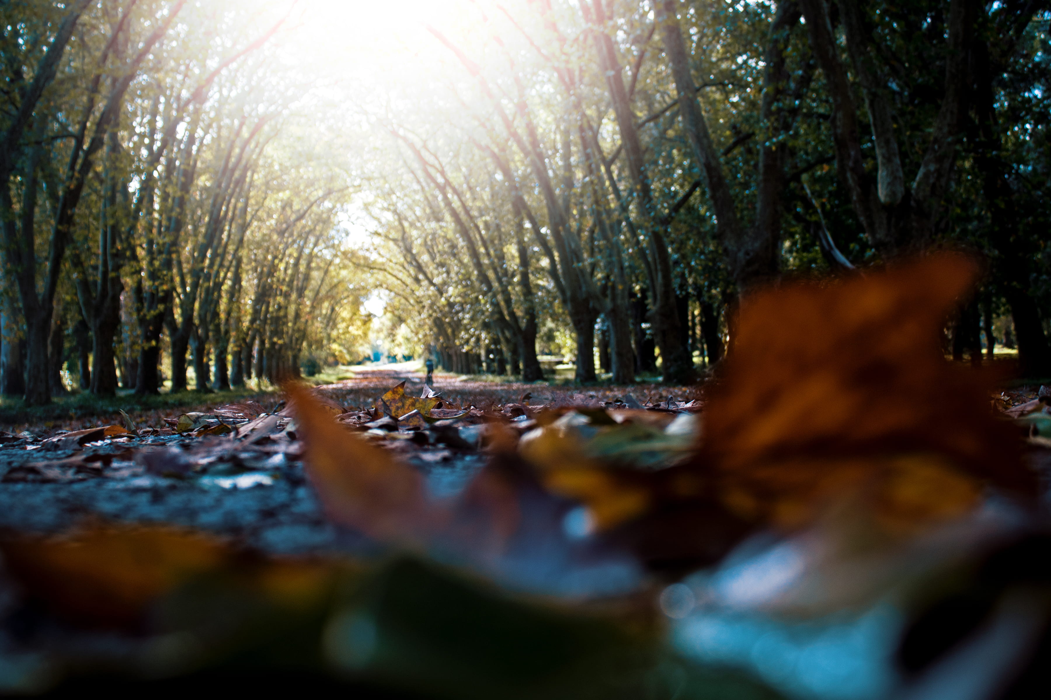 no people, plant, argentina, la plata, tree trunk, outdoors, land, tranquility, sunlight, change, tranquil scene, plant part, selective focus, growth, day, HD Wallpaper