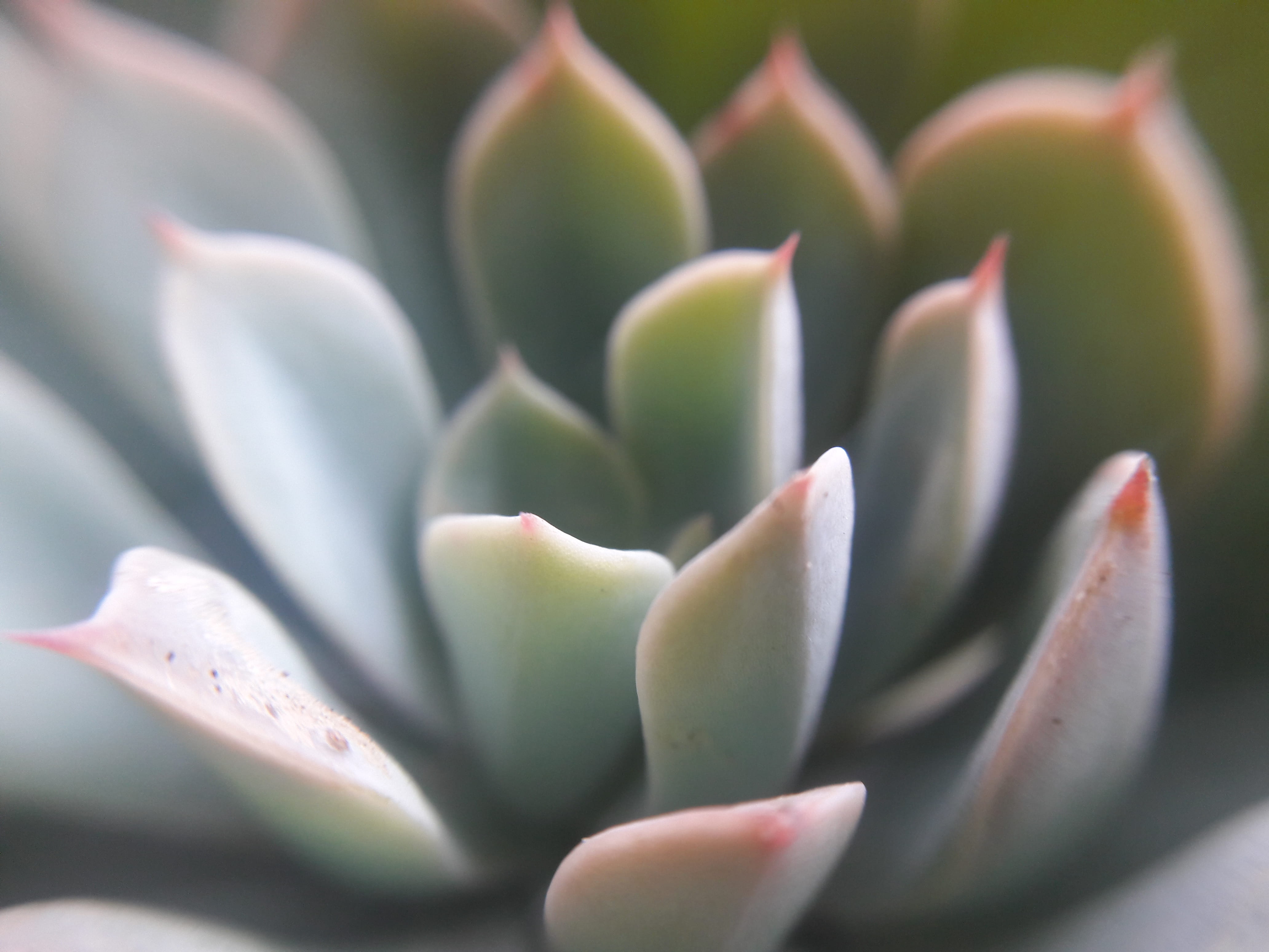 green color, flower, beauty in nature, tranquility, natura, flowering plant, flower head, plant, freshness, selective focus, cactus, succulent plant, no filter, HD Wallpaper
