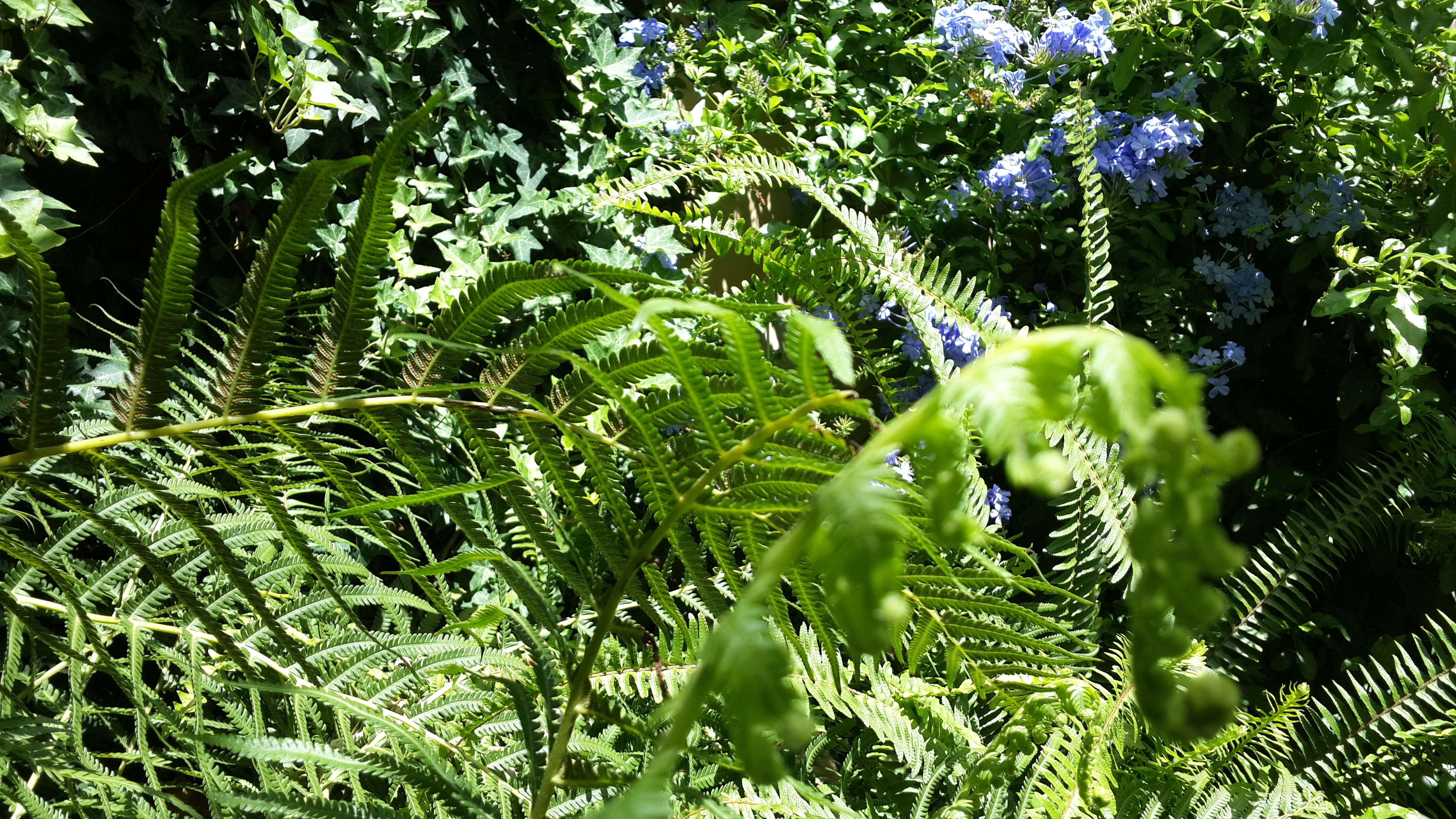 argentina, leaves, close-up, no people, day, vulnerability, tranquility, la plata, freshness, sunlight, tree, selective focus, beauty in nature, forest, HD Wallpaper