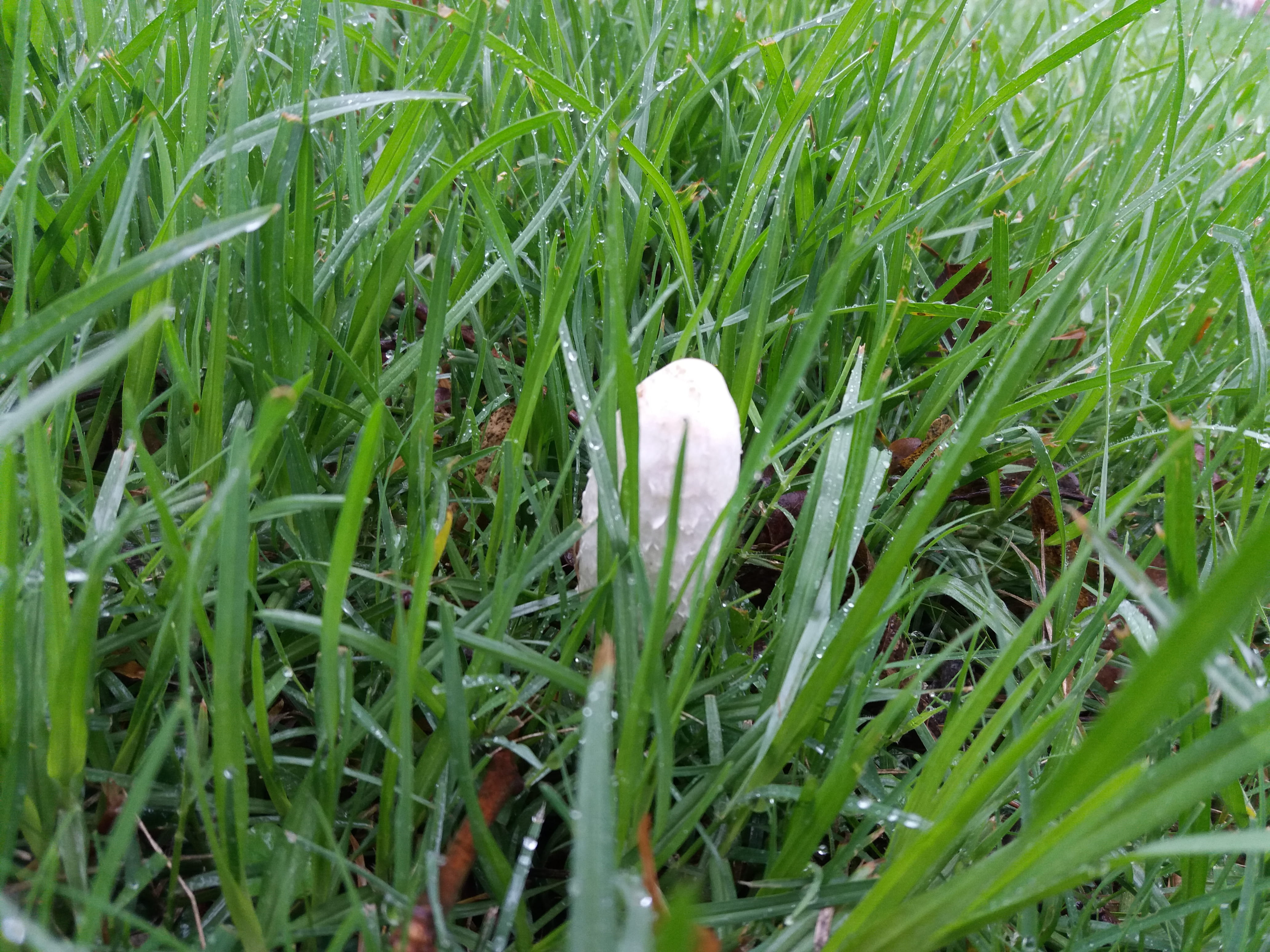 argentina, no people, green color, freshness, outdoors, day, fragility, blade of grass, plant, 4K, grass, vulnerability, white color, close-up, land, fungi, HD Wallpaper