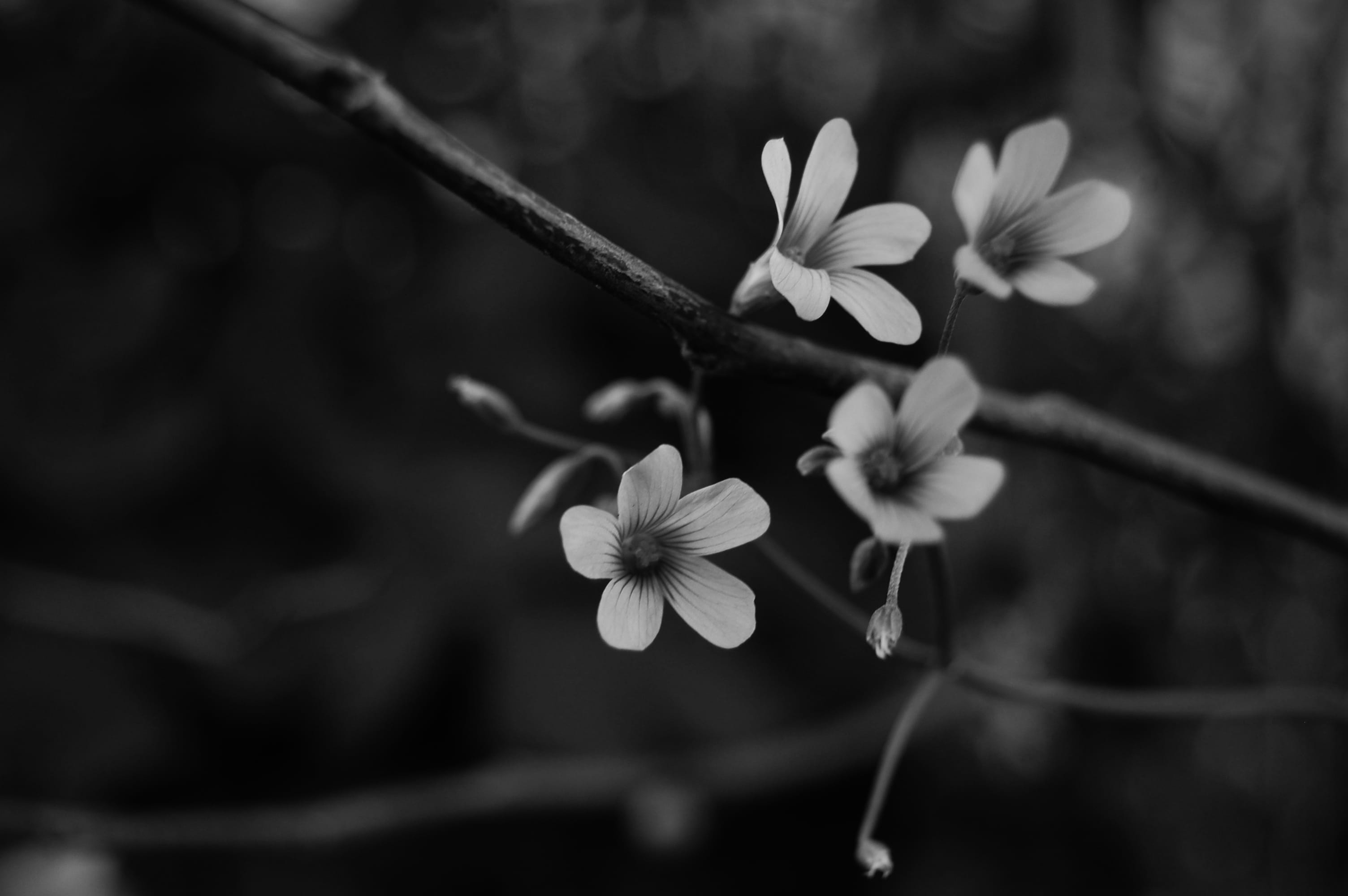 focus on foreground, outdoors, black and white, argentina, freshness, pollen, springtime, plant, inflorescence, 2K, garden, day, blossom, white color, HD Wallpaper