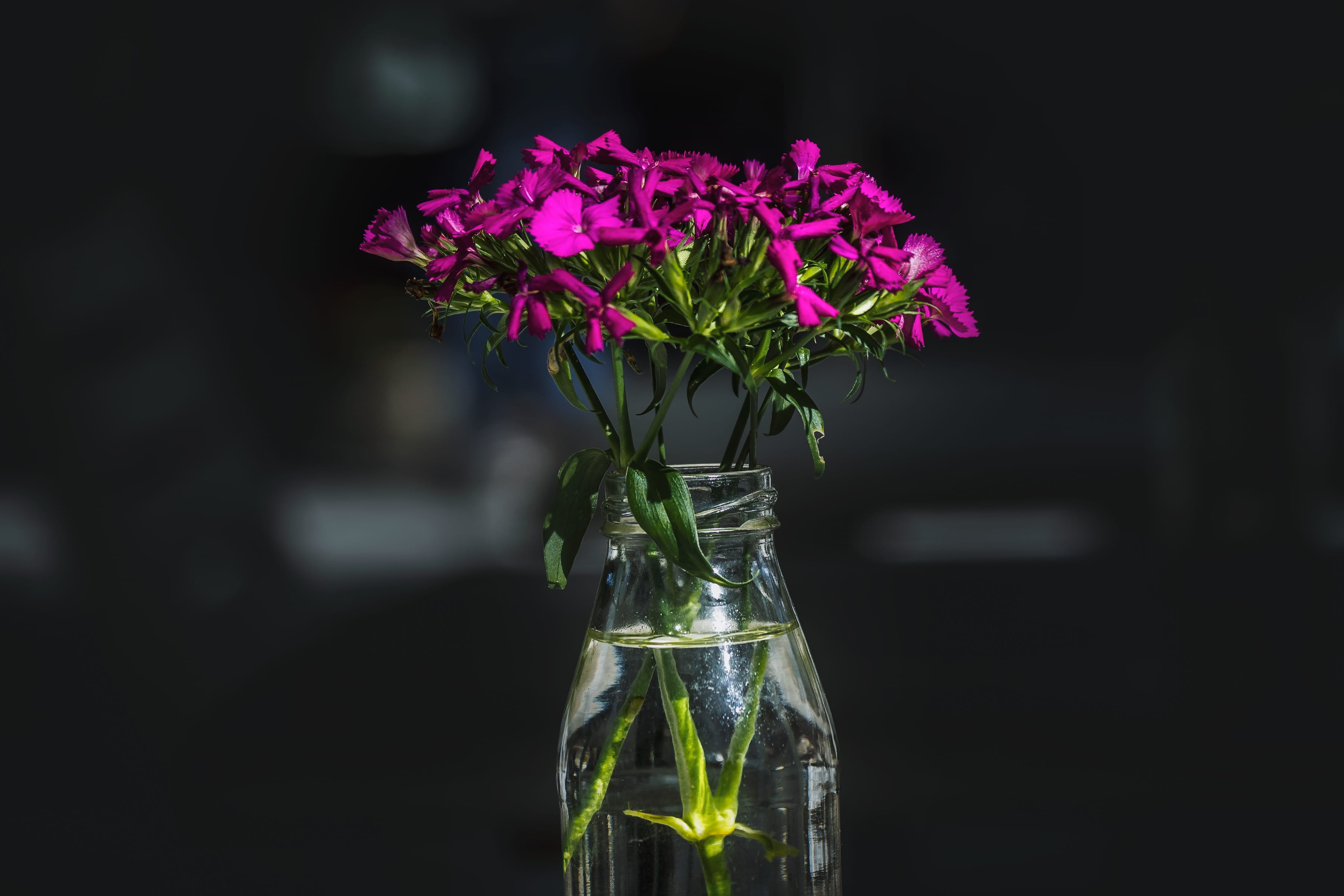 bottle, flower, bouquet, glass - material, focus on foreground, flowere, plant, pink, fragility, beauty in nature, close-up, freshness, inflorescence, purple, HD Wallpaper