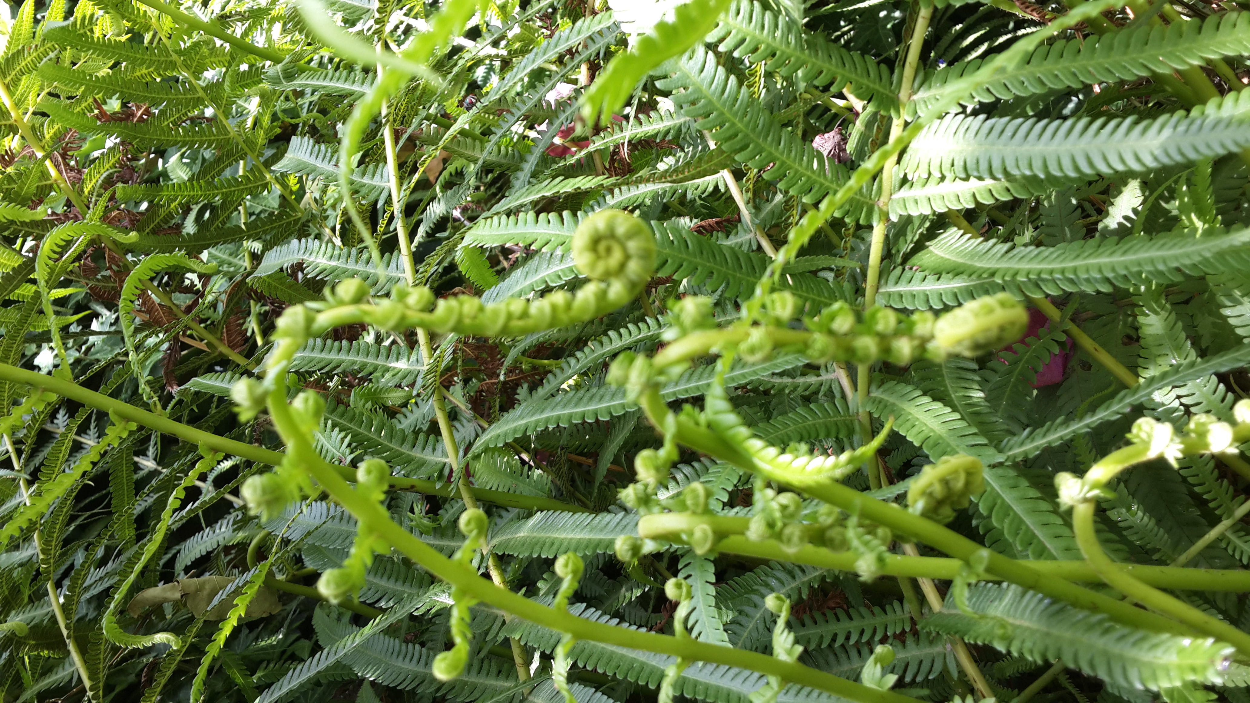 high angle view, nature, helechos, la plata, beauty in nature, selective focus, plant part, fern, 4K, growth, sunlight, leaves, green color, tranquility, HD Wallpaper