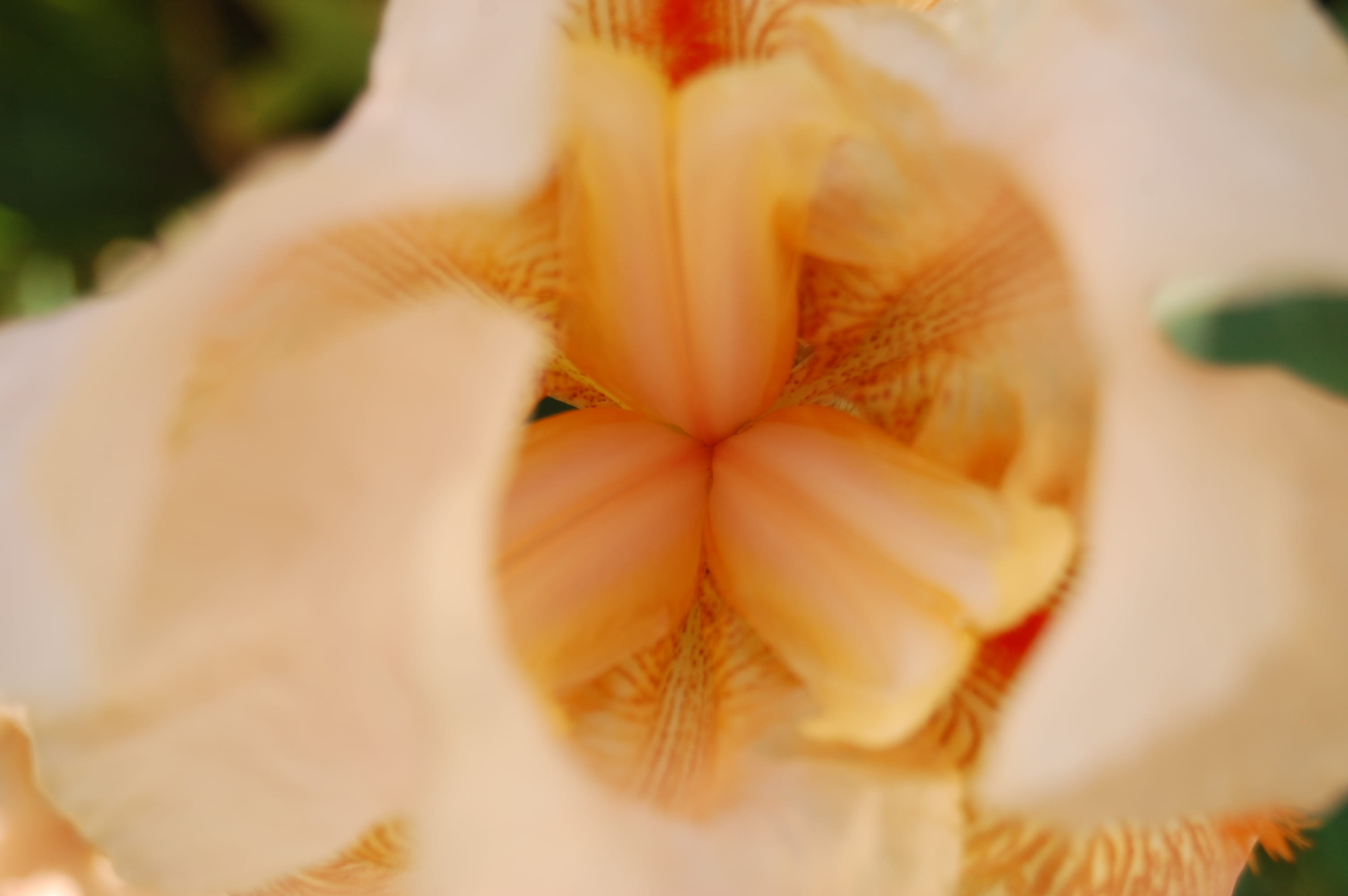 la plata, soft, nature, flower, human face, flower head, one person, 2K, lifestyles, human body part, headshot, freshness, portrait, flowering plant, selective focus, HD Wallpaper