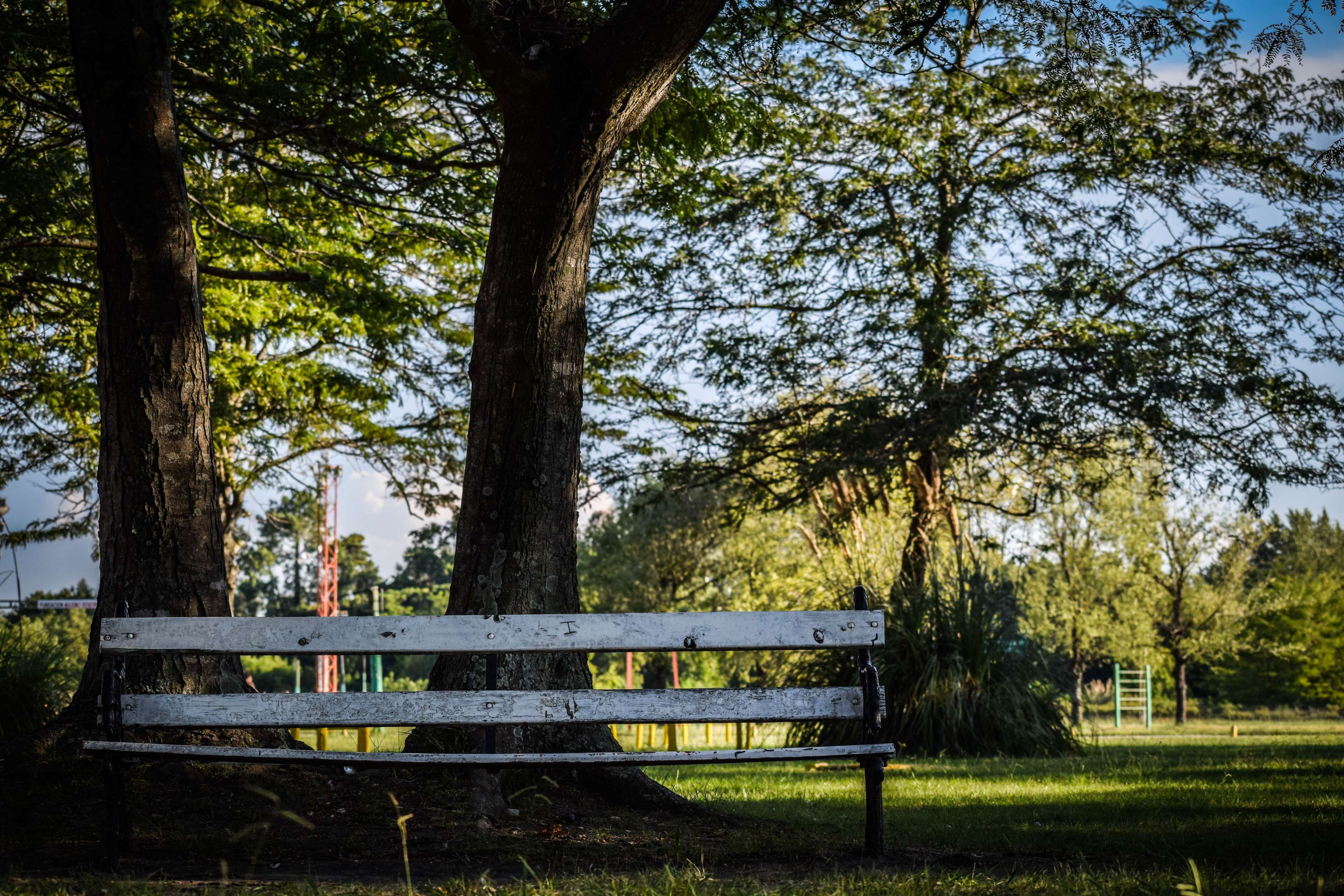 tree, park bench, bench, lightroom, argentina, adobe lightroom, tree trunk, seat, beauty in nature, tranquility, park - man made space, outdoors, buenos aires, HD Wallpaper