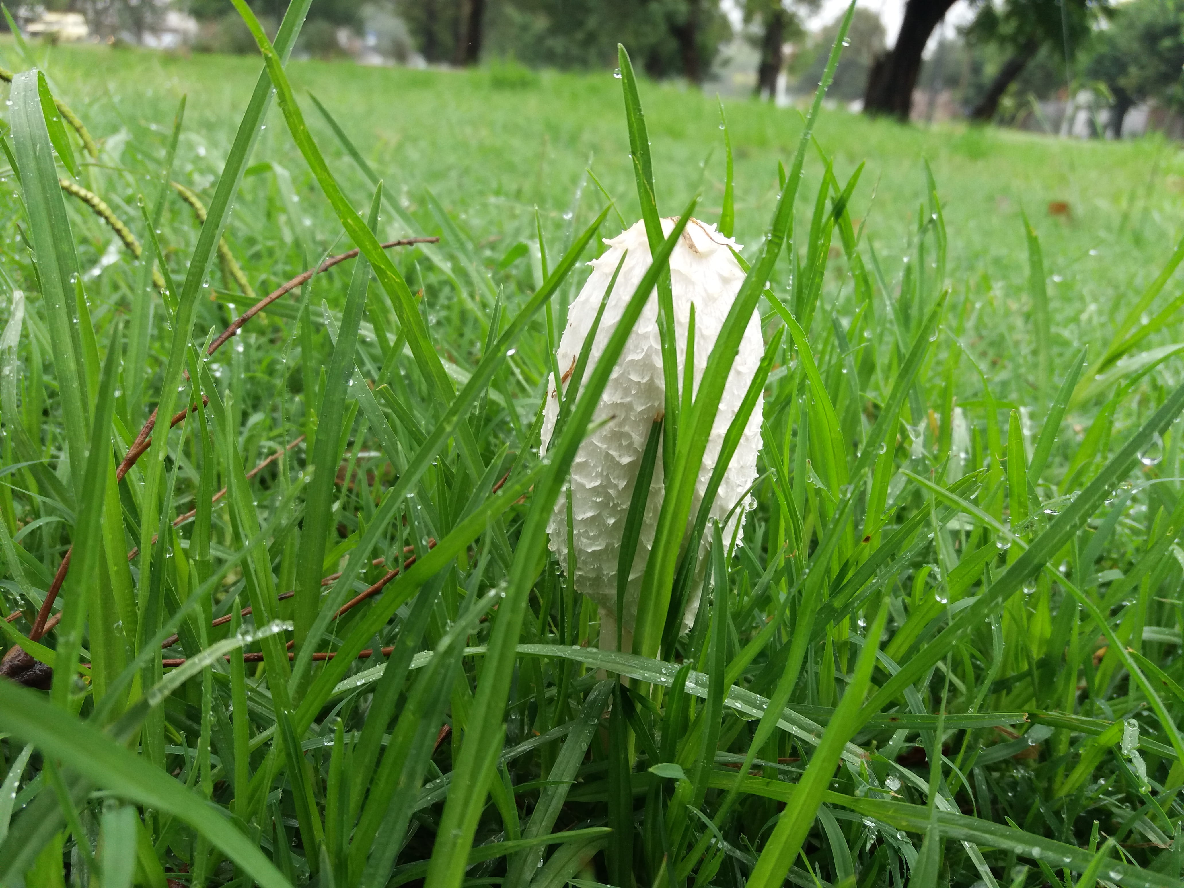 selective focus, nature, fungi, beauty in nature, drop, focus on foreground, la plata, freshness, field, day, water, blade of grass, fungus, no people, HD Wallpaper