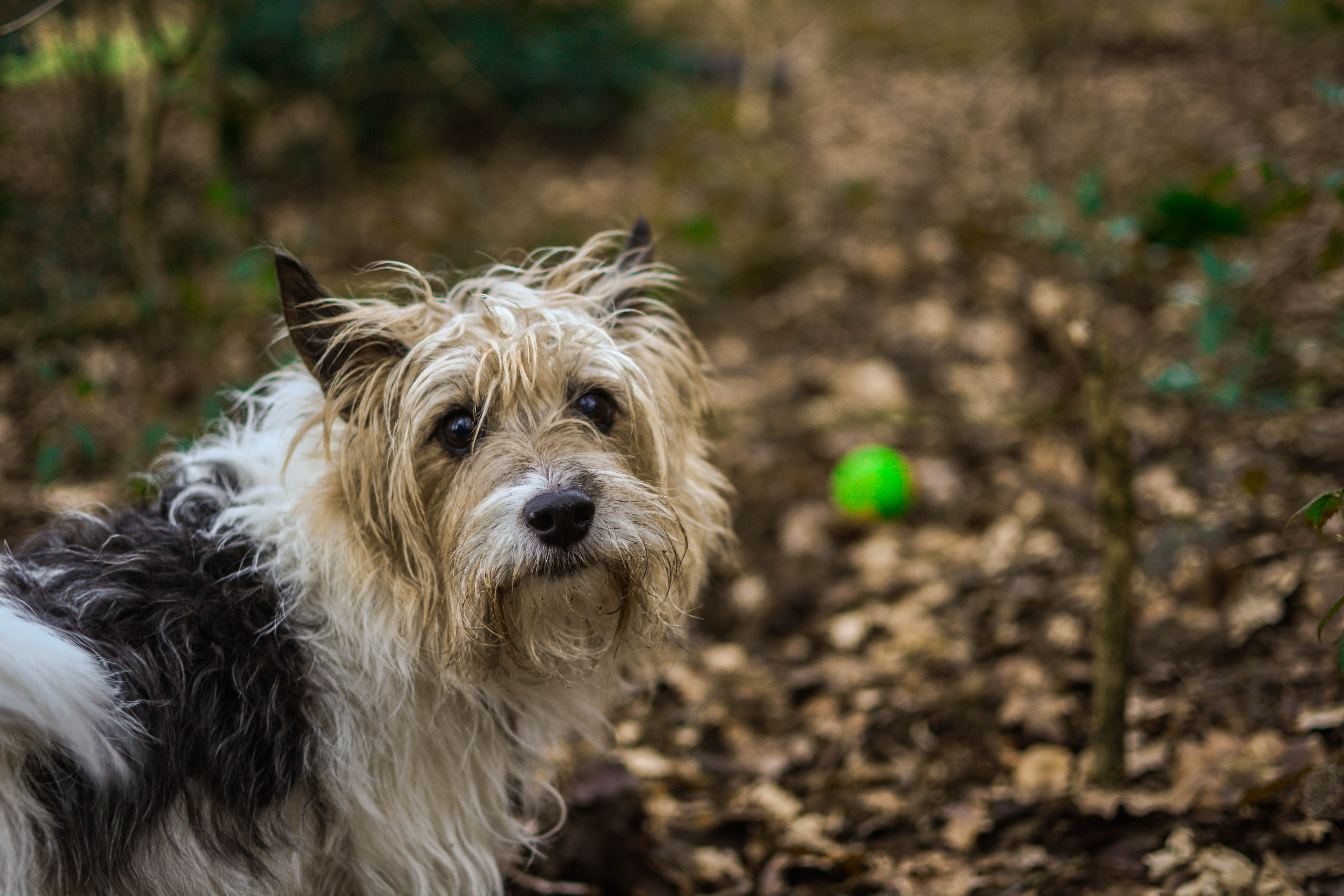 hair, photography, coated, animal themes, pets, day, outdoors, near, land, purebred dog, focus on foreground, animal, animals, plants, puppy, 5K, strap, HD Wallpaper