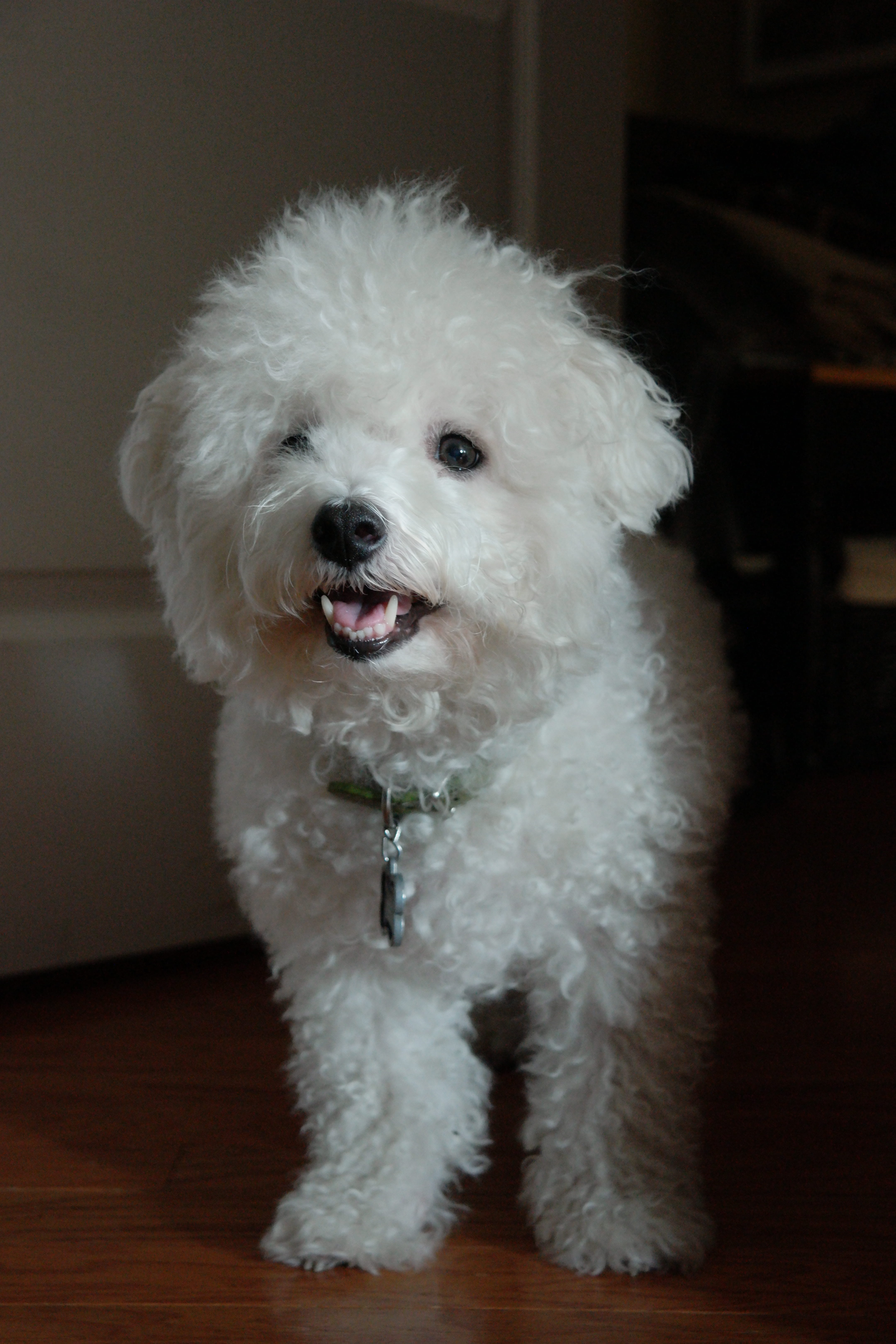 5K, bichon, smiling, living room, puppy, short, portrait, pet, happy, room, furniture, mammal, wildlife, animal, vertebrate, animal themes, dog, hardwood floor, Phone HD Wallpaper