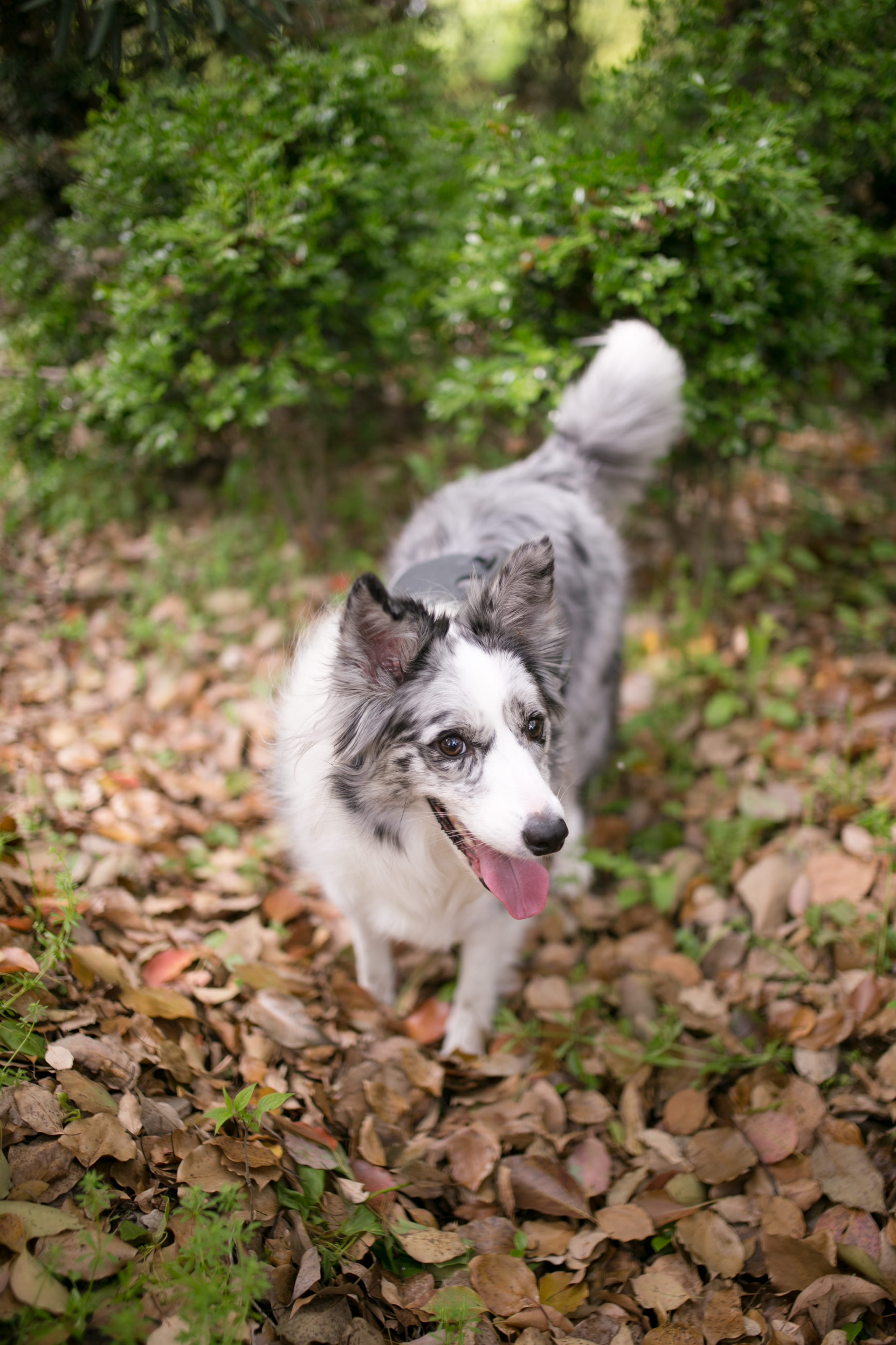 spoke, machine, day, wheel, pet, mouth open, outdoors, change, strap, gray, collie, puppy, pets, white, brick, leaf, ground, 4K, one animal, leaves, leash, Phone HD Wallpaper