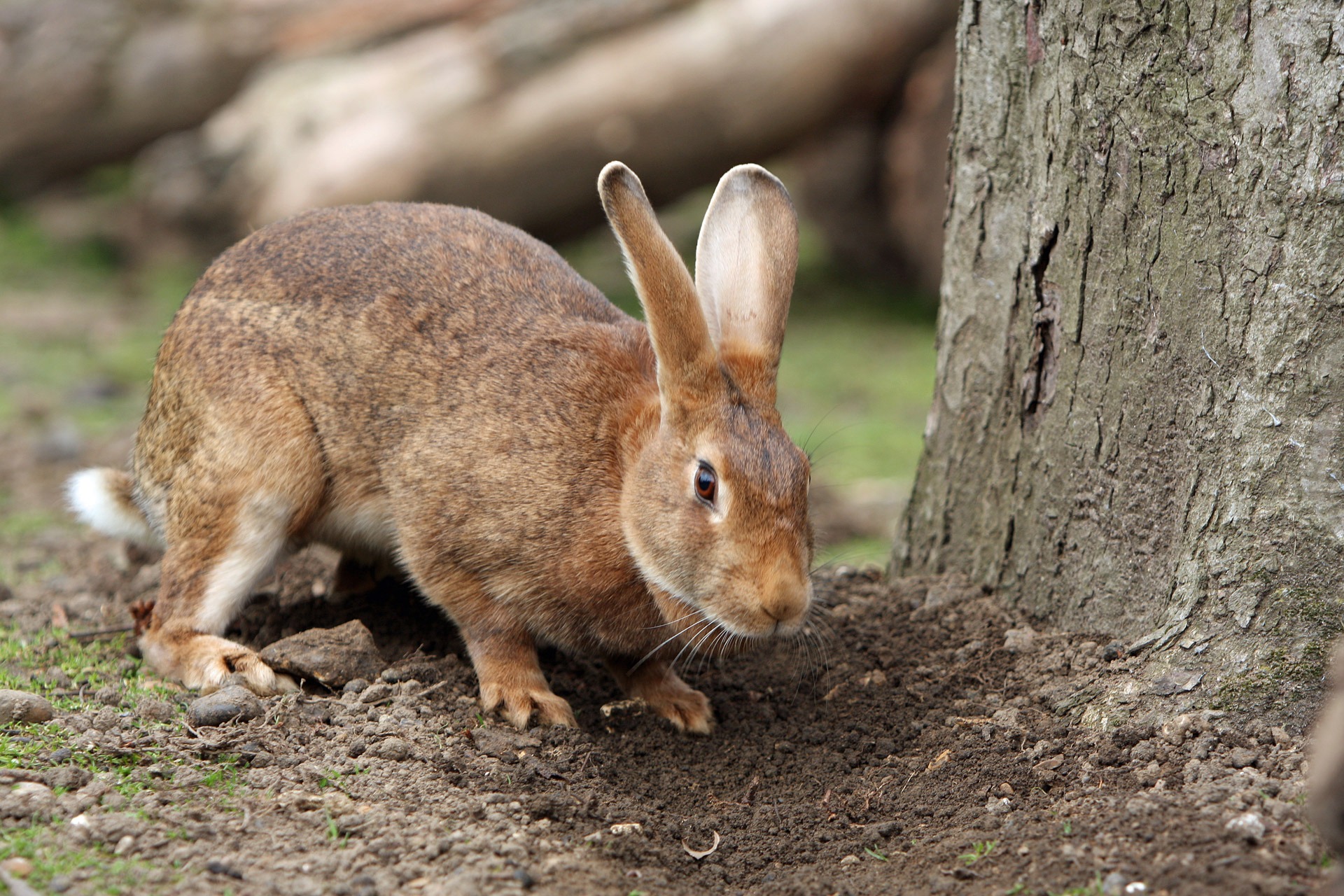 pet, no people, beside, cute, trunk, vertebrate, day, mammal, nature, rabbit, photo, one animal, side view, outdoors, pets, bunny, hare, tree trunk, animals in the wild, HD Wallpaper
