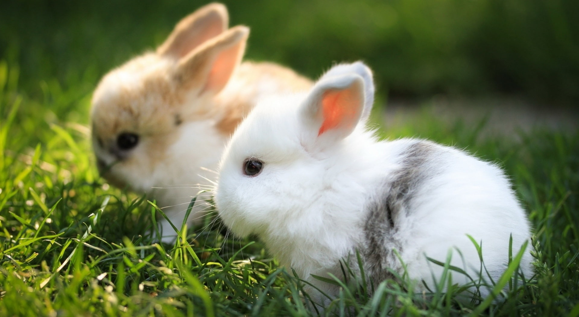 bunnies, animal, no people, animal themes, herbivorous, animal wildlife, domestic, brown, white color, 1080P, Cute, vertebrate, one animal, domestic animals, HD Wallpaper