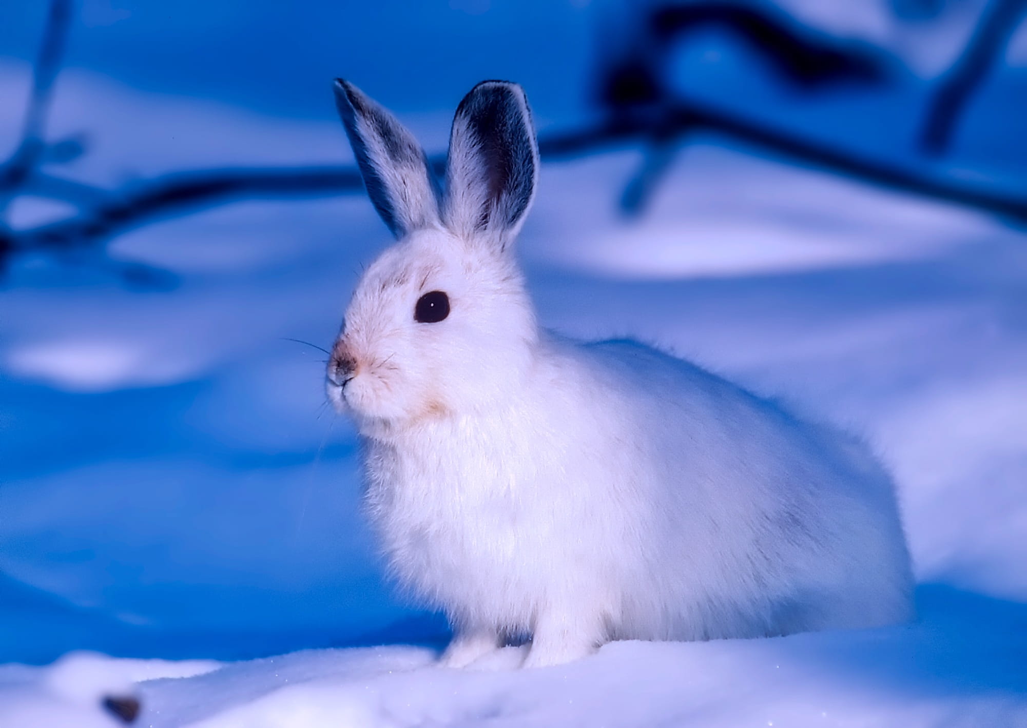 hdr, domestic animals, focus on foreground, whisker, close-up, snow, fluffy, vertebrate, white color, animal head, softness, animal ear, 1080P, hare, full length, HD Wallpaper