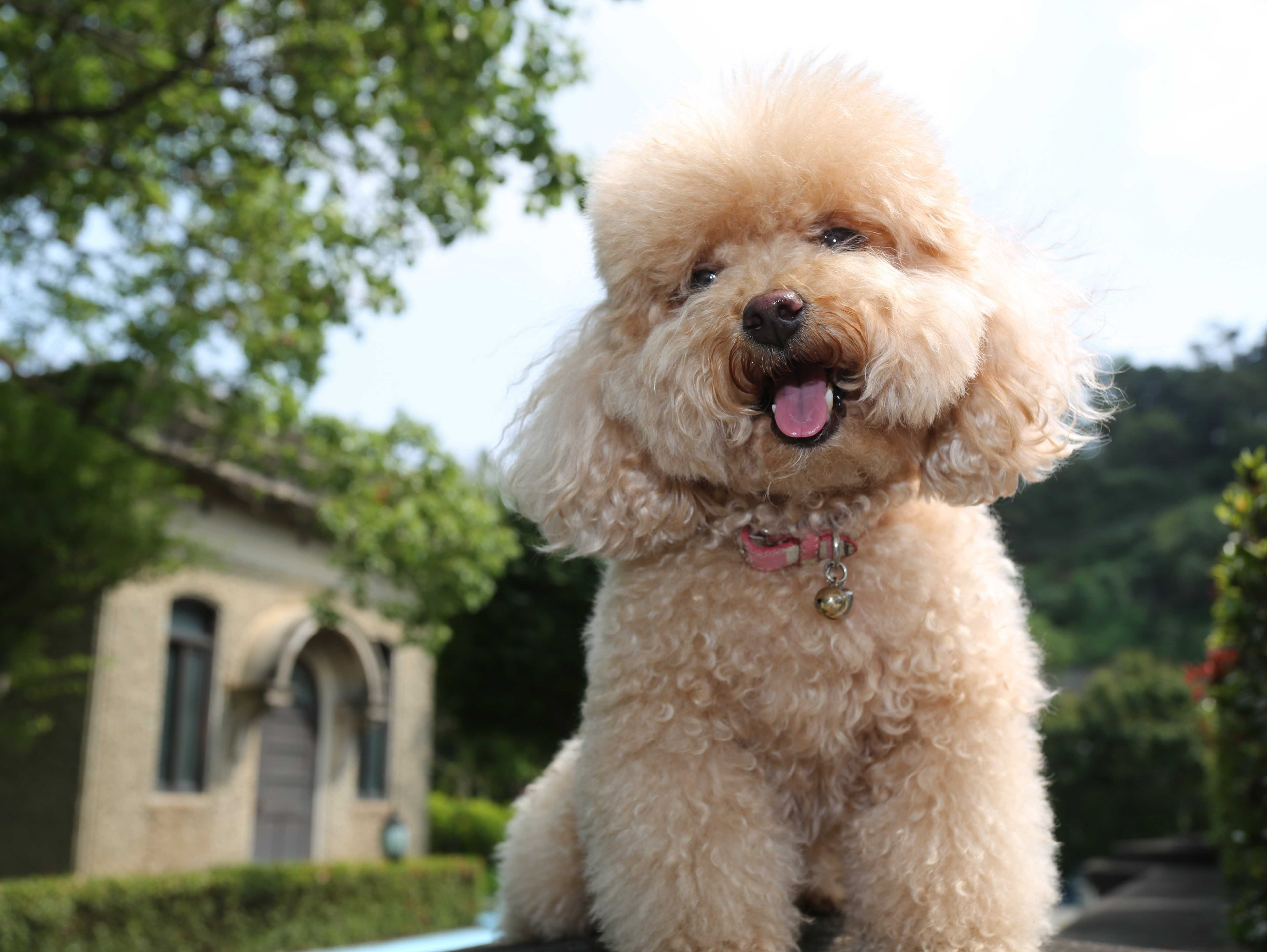 funny animals, 4K, funny pets, Toy Poodle, dog, puppy, HD Wallpaper