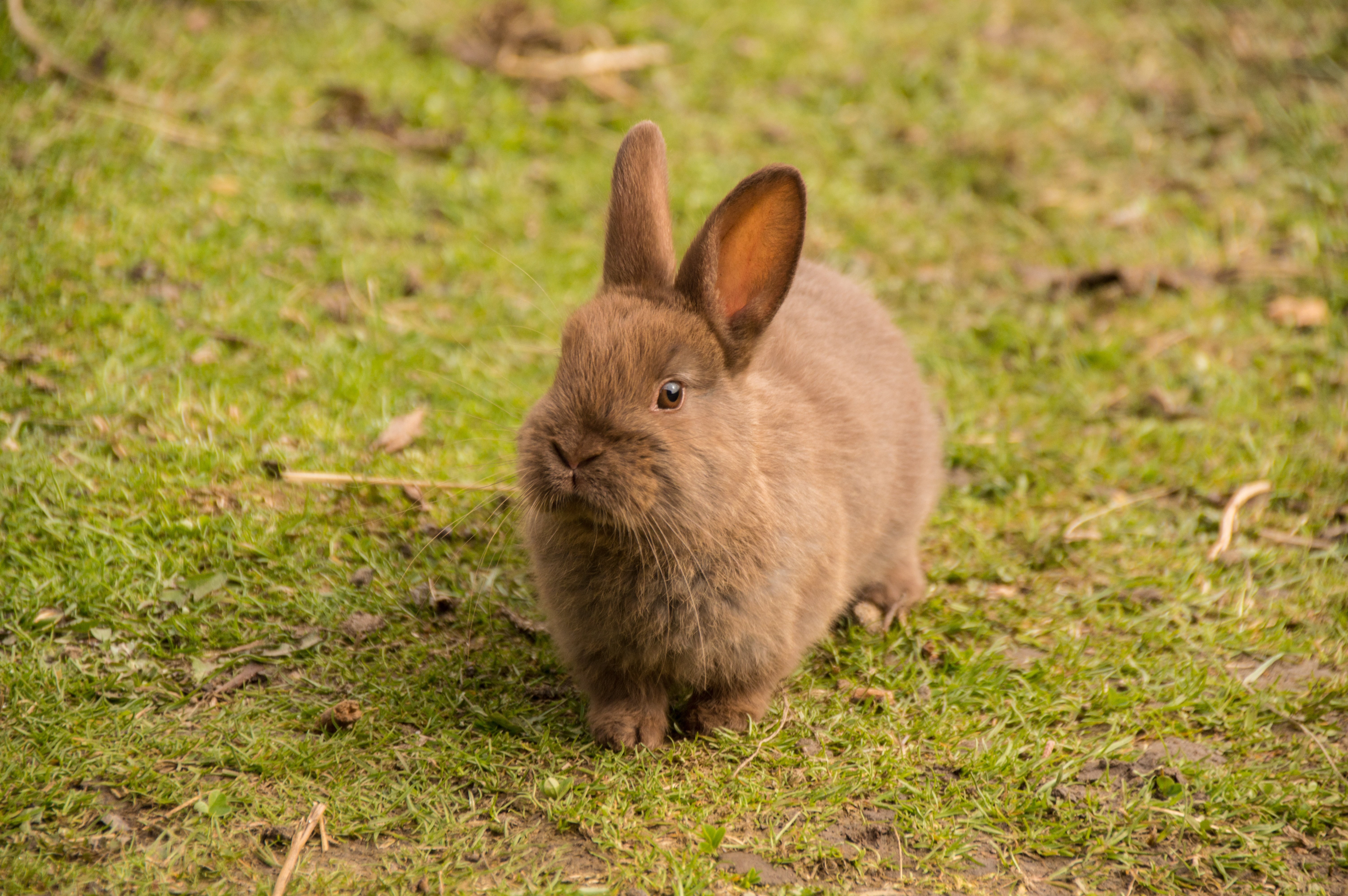 pets, domestic, animals in the wild, green, animal themes, land, animal wildlife, day, mammal, cute, 5K, herbivorous, bunny, vertebrate, baby, one animal, HD Wallpaper