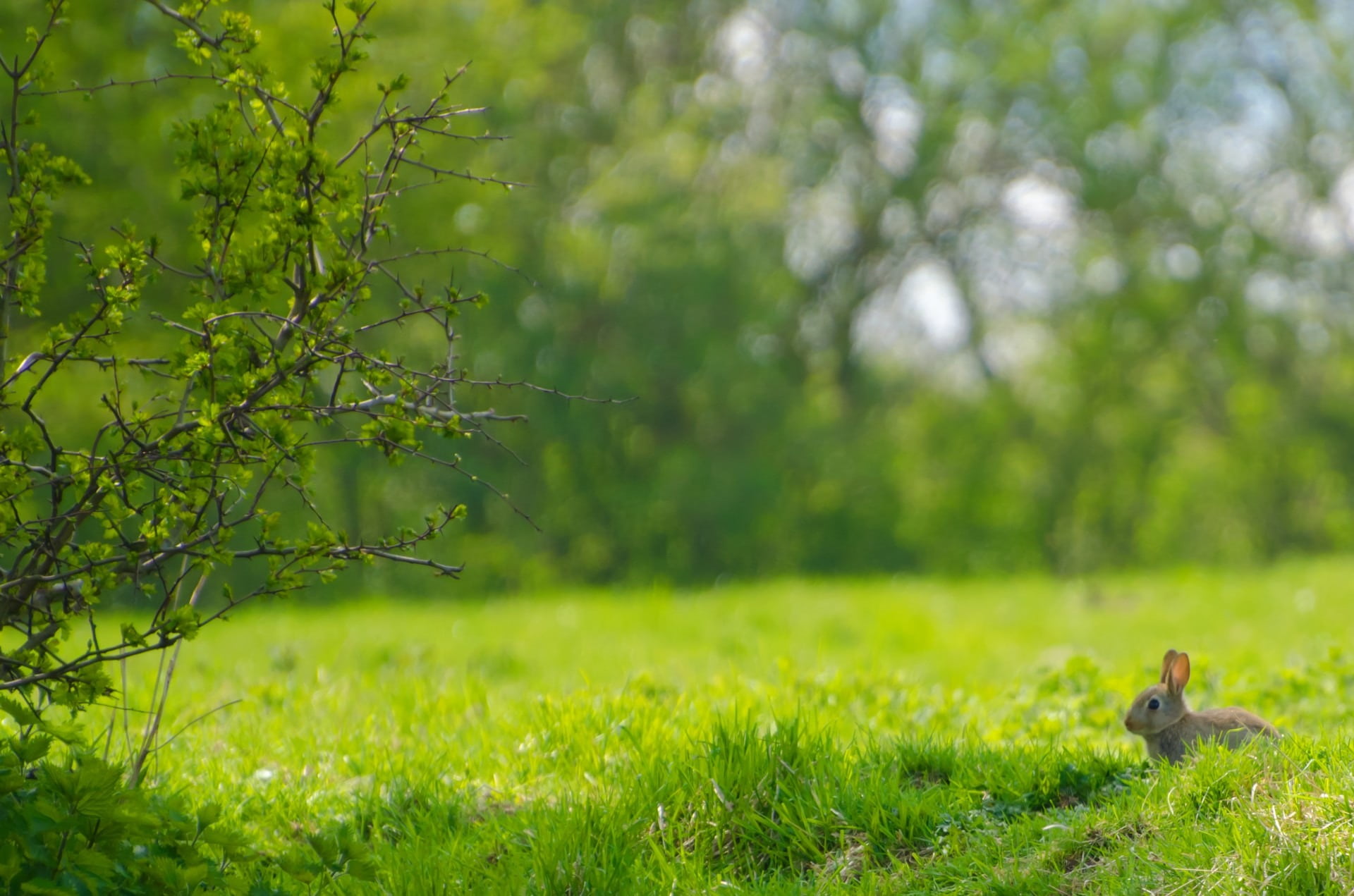 animal themes, spring, springtime, nature, gray, background, tree, leaves, cute, green, branches, animals, animal, animal wildlife, bunny, shrub, wildlife, HD Wallpaper
