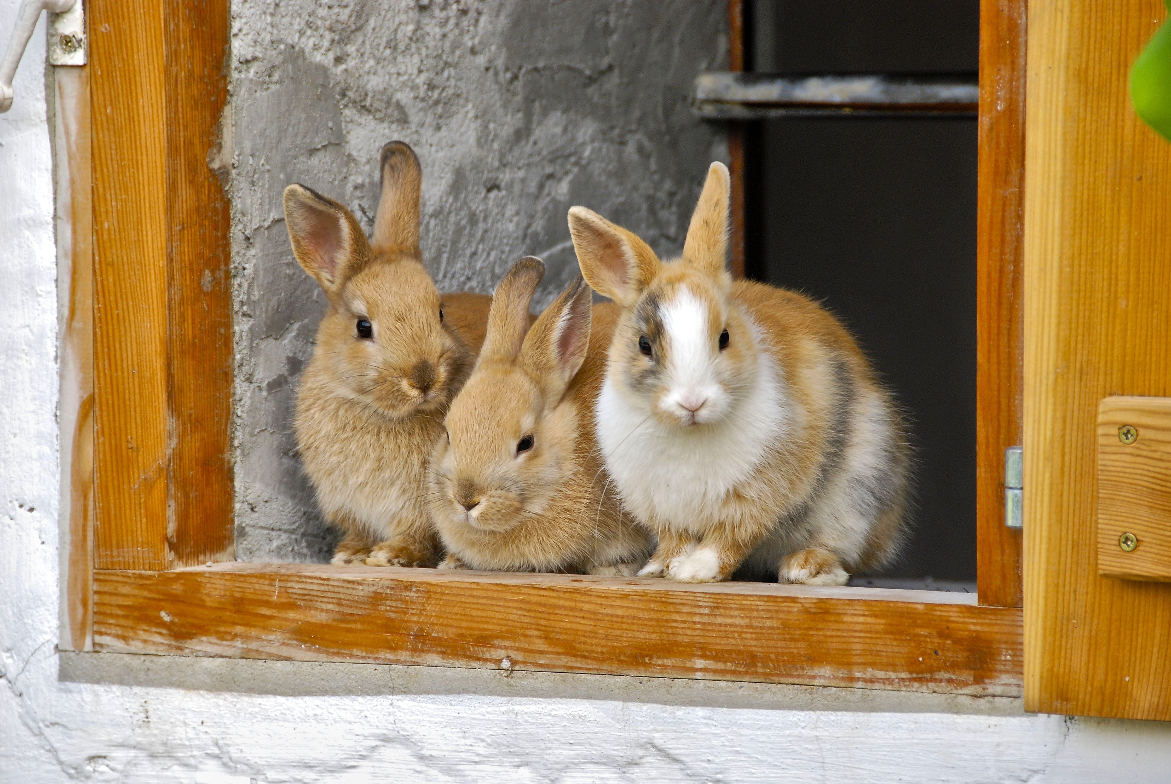 furry, three, long ears, no people, animal portrait, mammal, domestic, 4K, day, cute, rabbit - Animal, indoors, animal themes, domestic Animals, two animals, HD Wallpaper