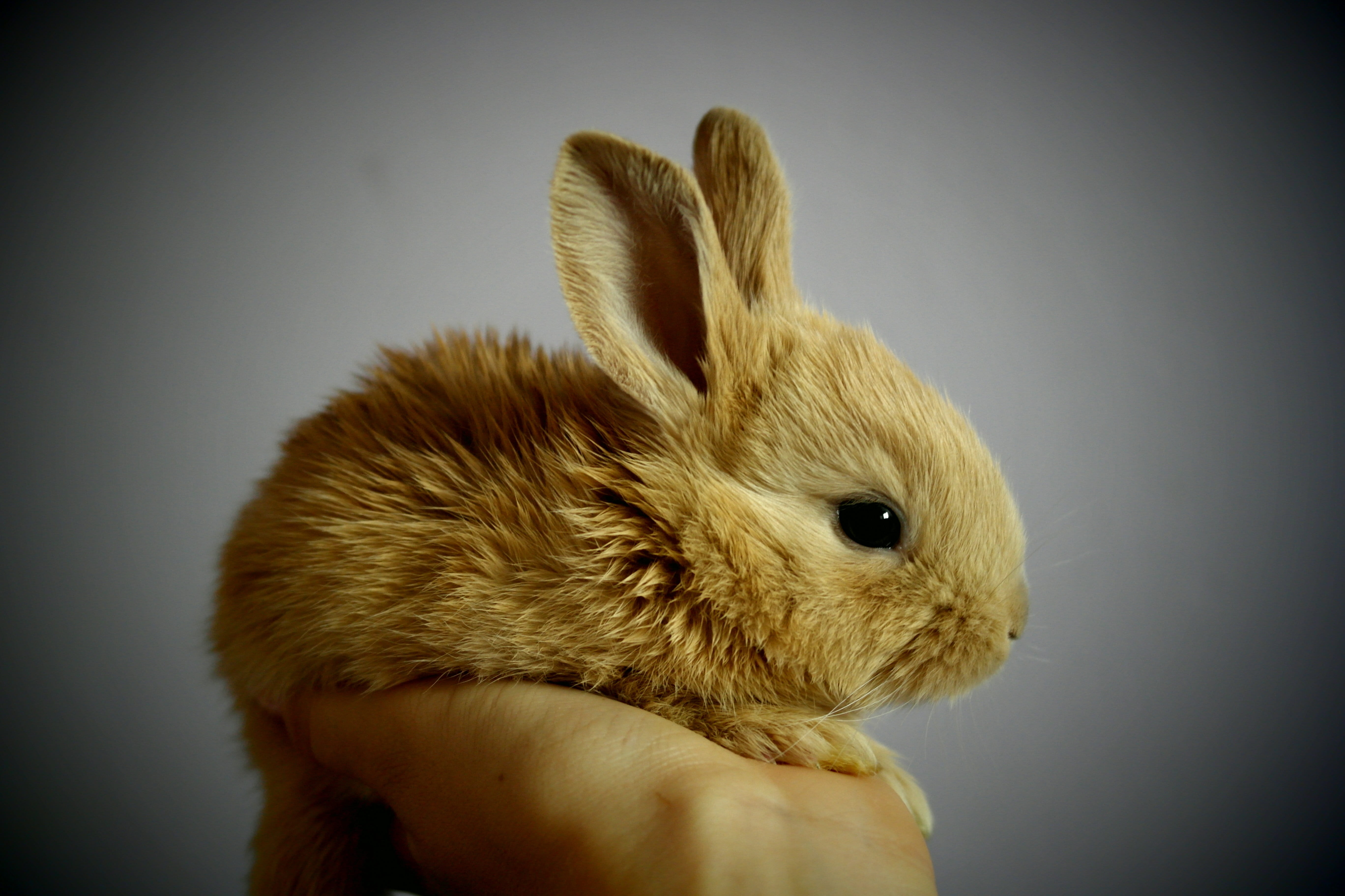 hand, one person, 5K, hare, one animal, rabbit, brown, domestic, human body part, indoors, animal, close-up, bunny, animal wildlife, vertebrate, animal themes, HD Wallpaper