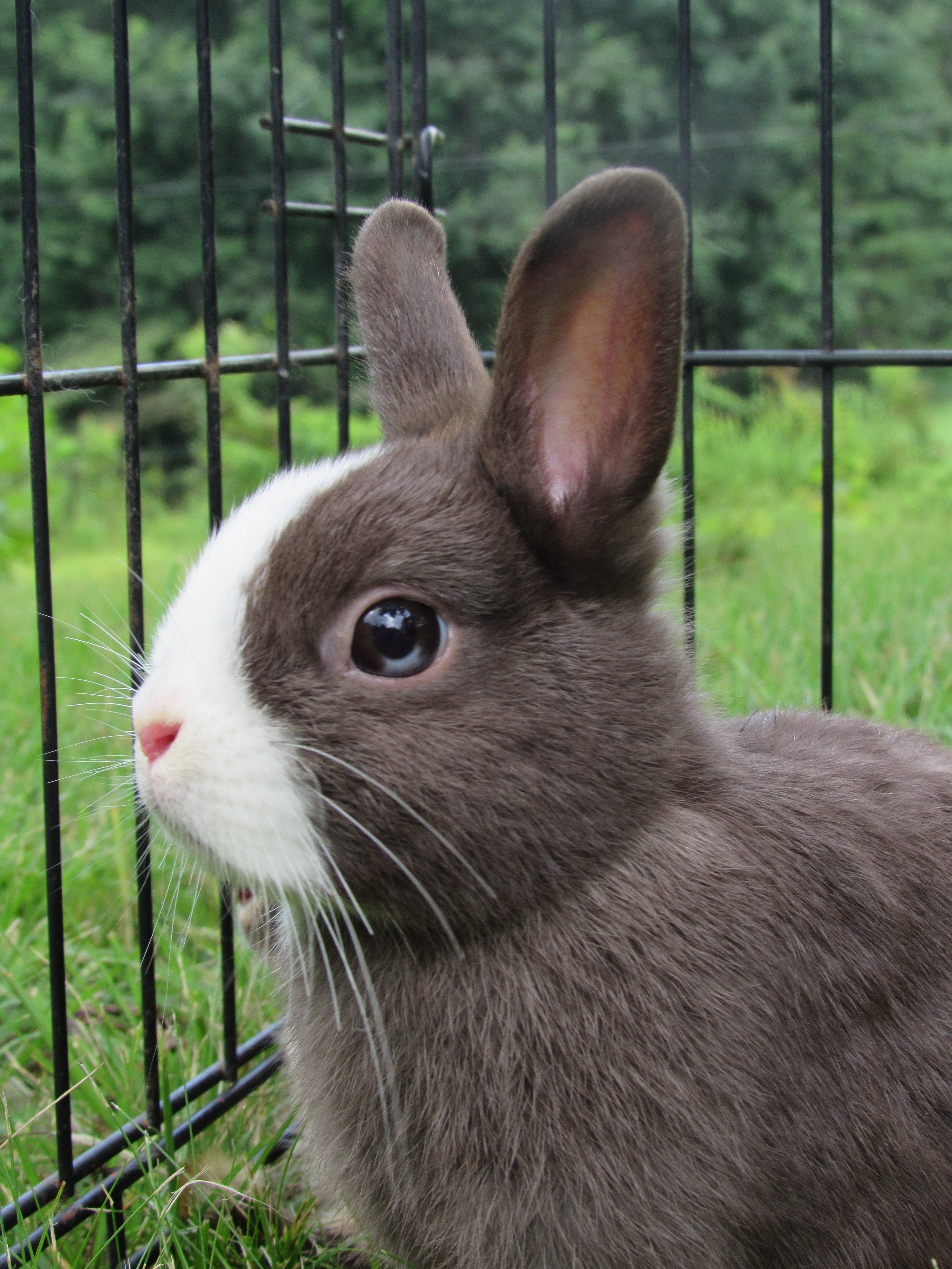 pets, animal head, cage, fence, Netherlands, animal themes, Dwarf, whisker, focus, Cute, rabbit - animal, no people, rabbit, barrier, gray, netherlands dwarf, Phone HD Wallpaper
