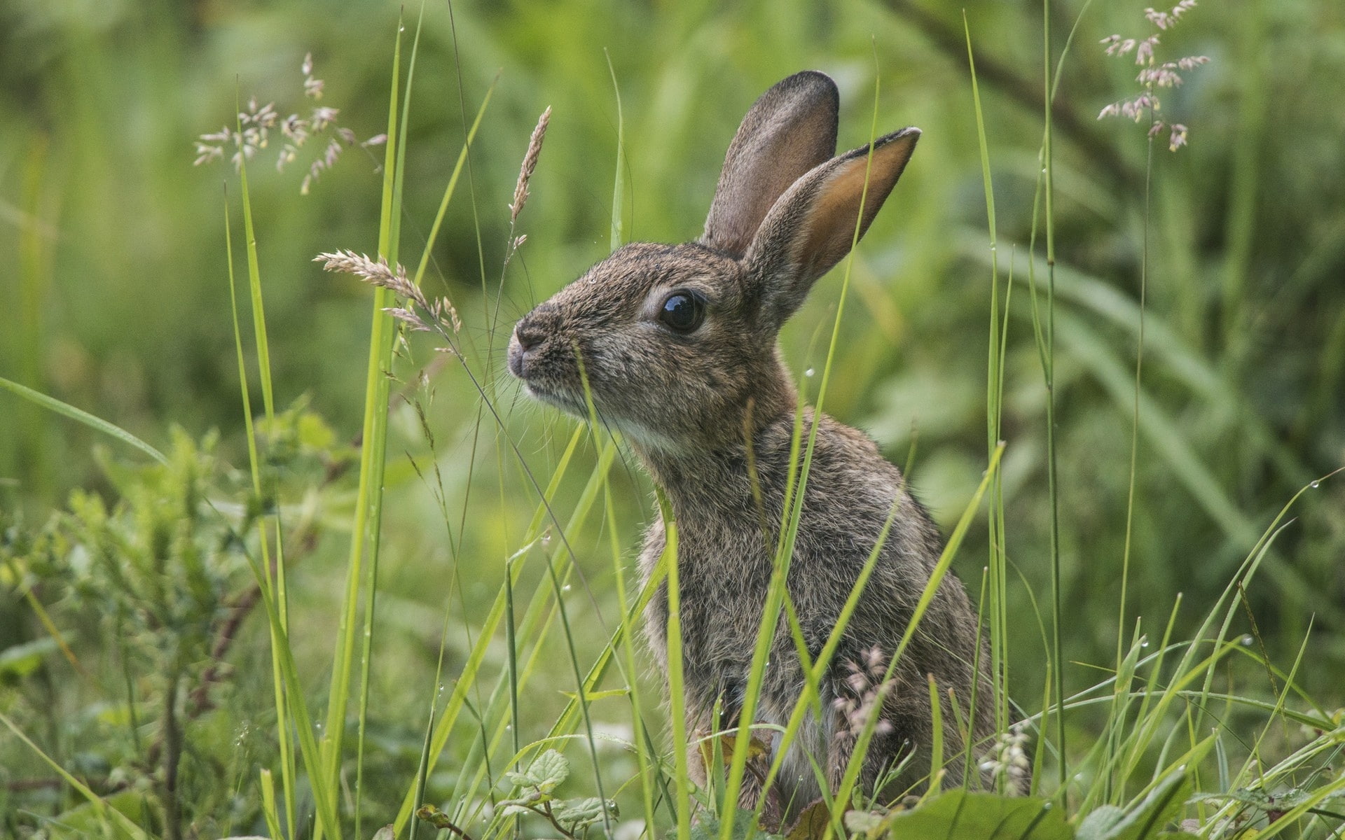 Wild, Rabbit, Bunny, 1080P, Grass, Gray, HD Wallpaper