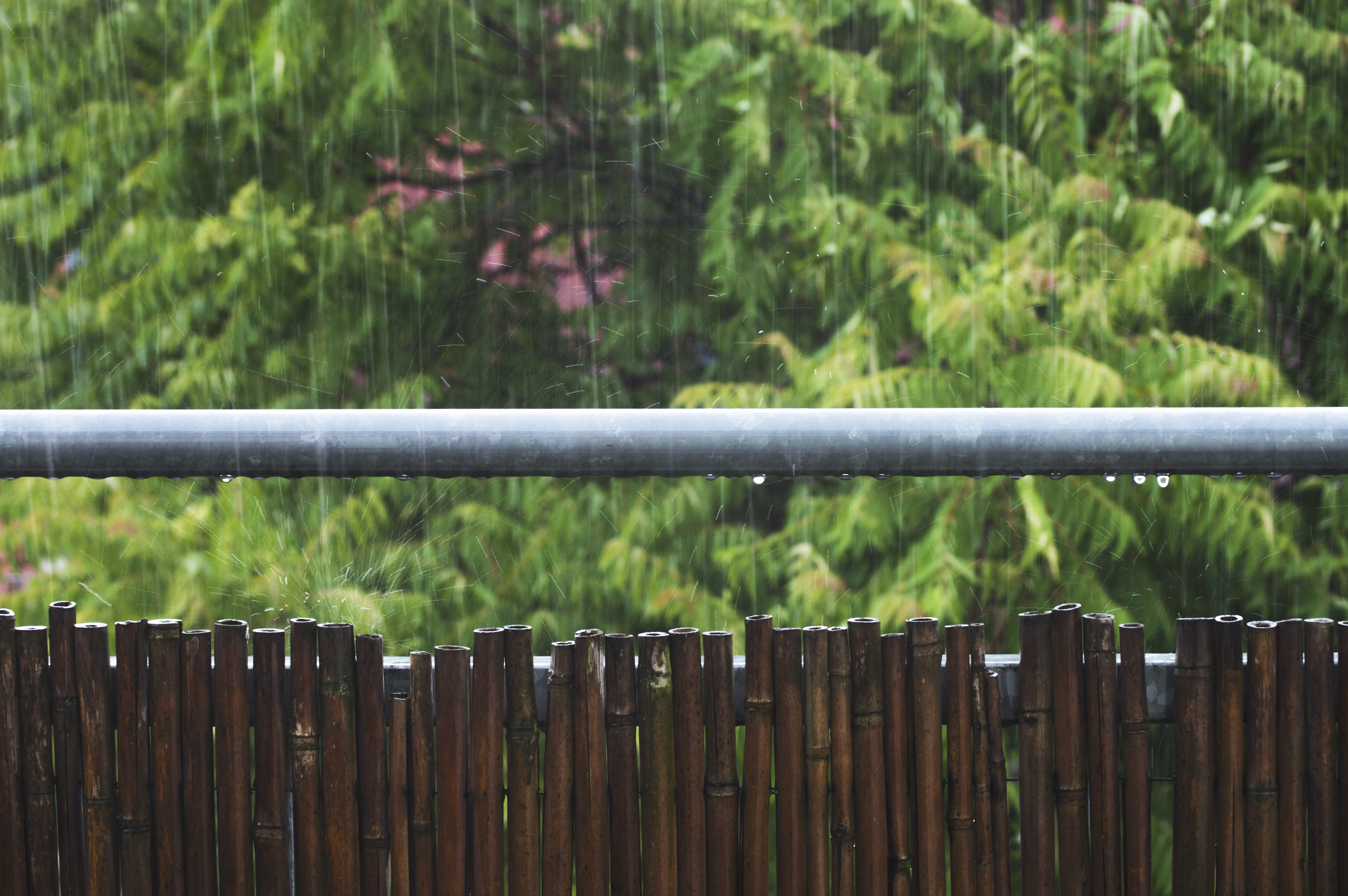 refreshment, day, wet, rain, raindrops, stormy, tree, growth, rainy season, bamboo - plant, focus on foreground, security, green color, summer, friedrichshain, HD Wallpaper