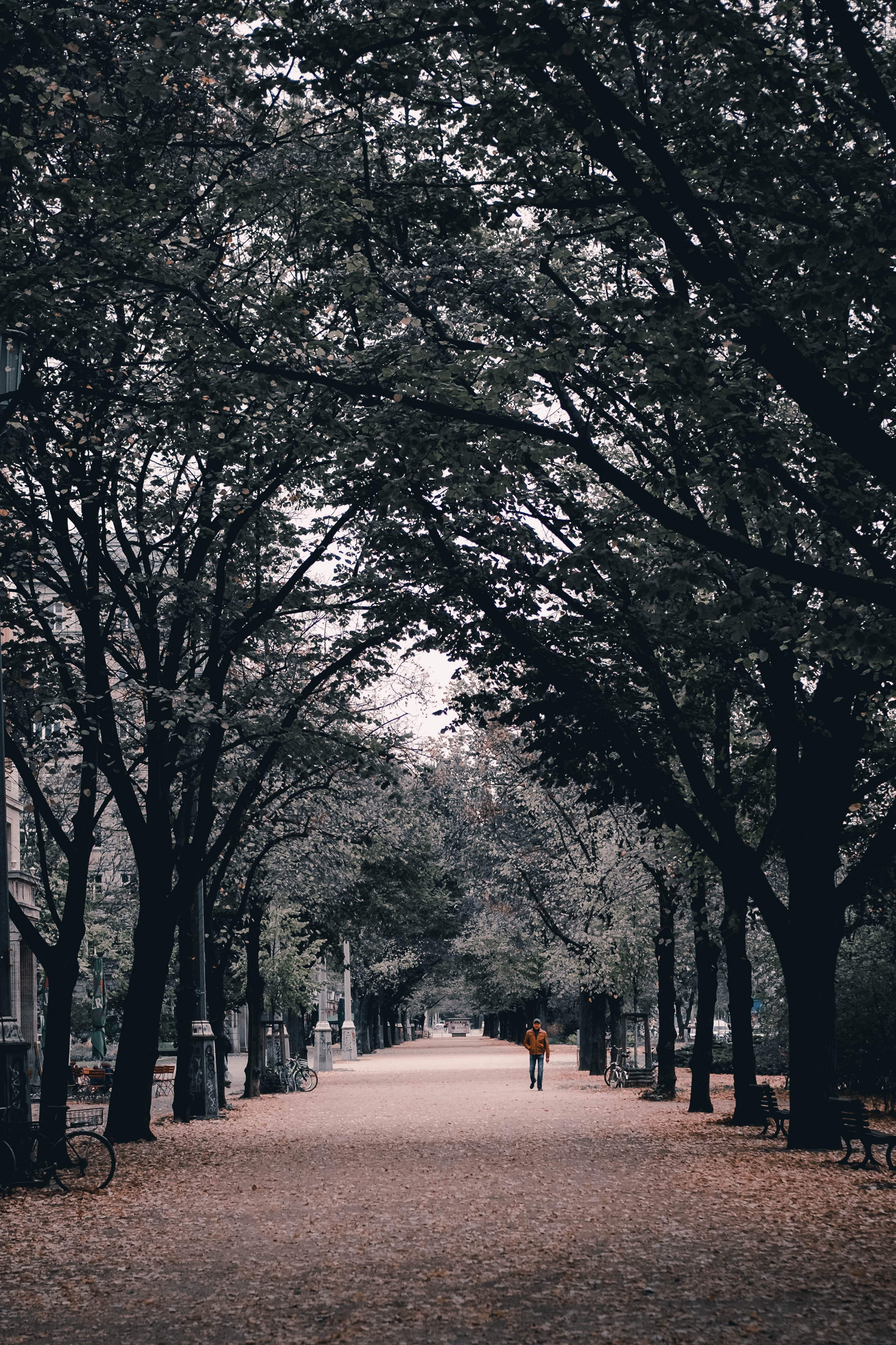 beauty in nature, diminishing perspective, berlin, growth, 5K, day, autumn, leaves, nature, full length, direction, real people, park, plant, tree, germany, Phone HD Wallpaper