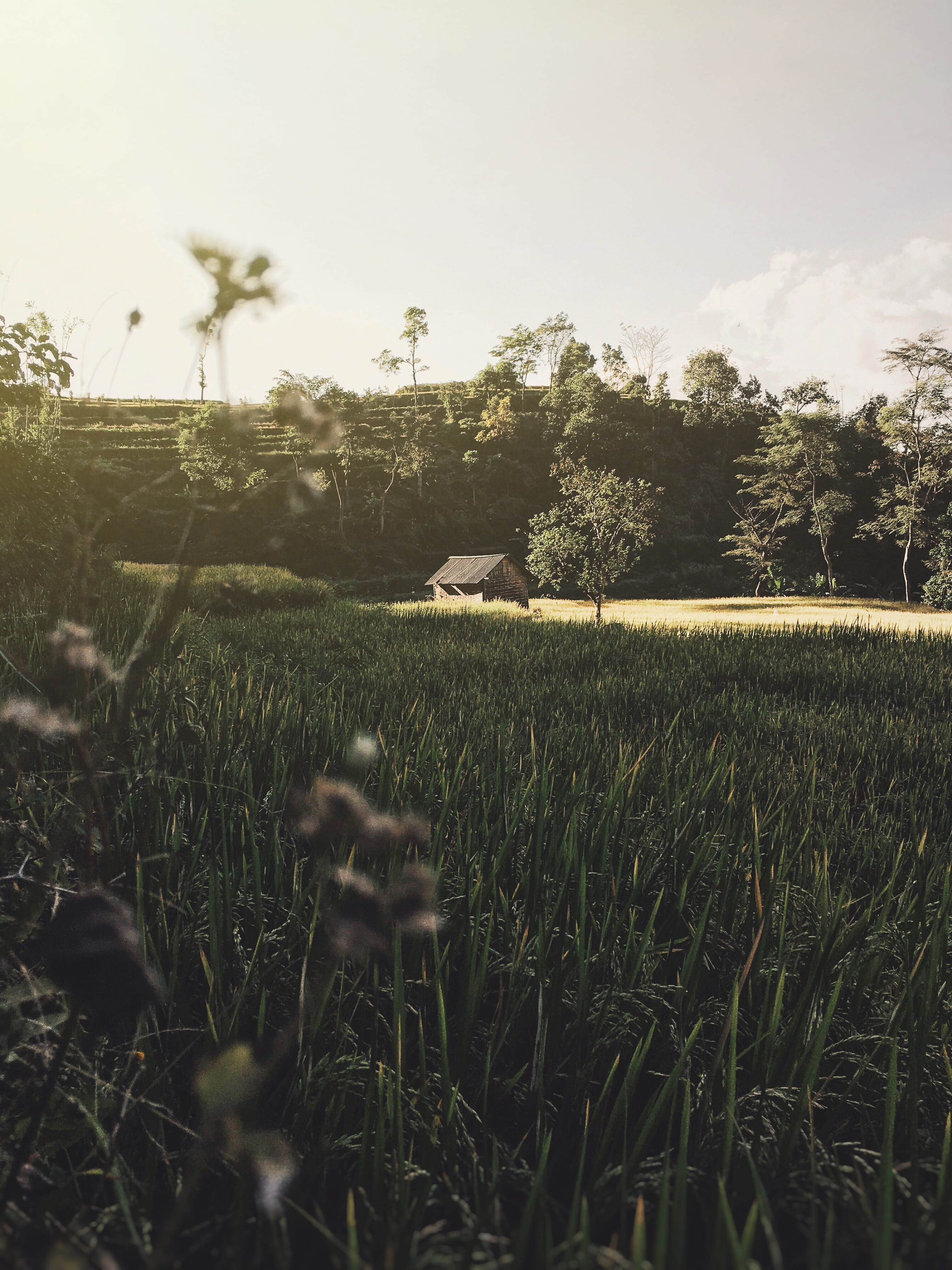 4K, sawah, nature, grass, field, tree, plantation, tranquility, environment, day, indonesia, yard, sky, farm, land, beauty in nature, rice field, landscape, Phone HD Wallpaper
