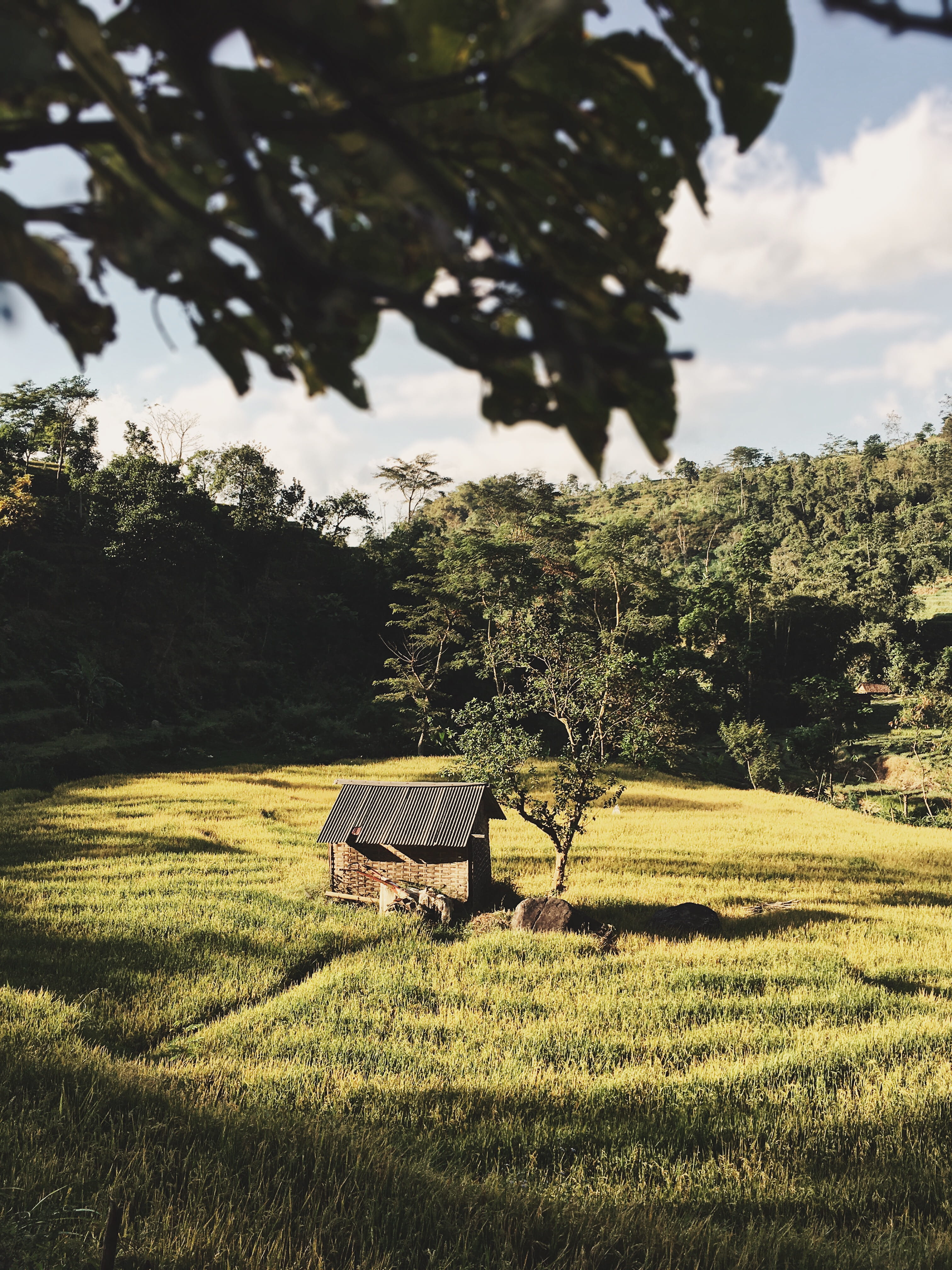 coop, shack, 4K, indonesia, forest, jl. air panas no.31, growth, tranquil scene, hut, countryside, woodland, wilderness, agriculture, pacet, brown, black, Phone HD Wallpaper