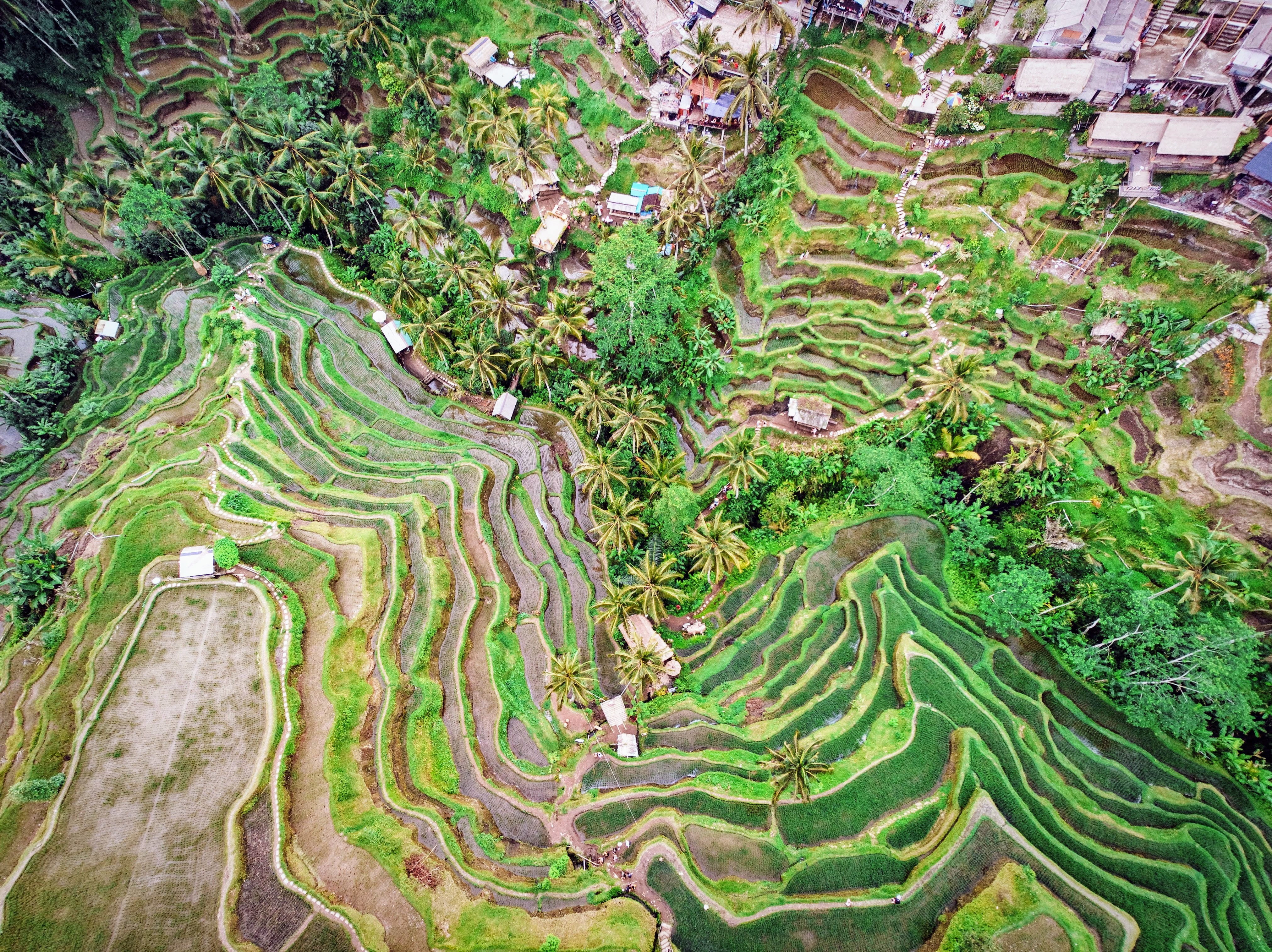 land, terrace, growth, environment, tegallalang, green, high angle view, rainforest, plant, tranquility, labyrinth, beauty in nature, reptile, outdoors, HD Wallpaper