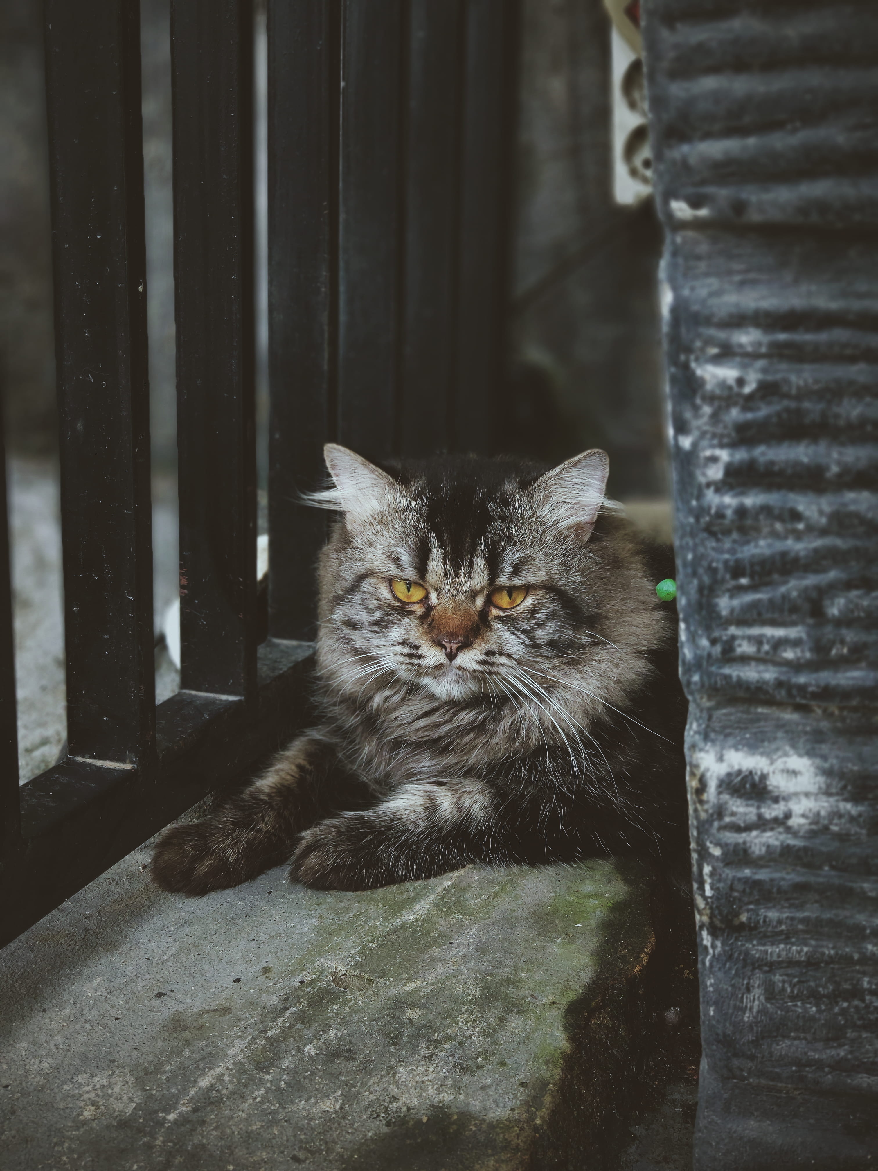 silver, domestic, black cat, domestic animals, angora, zoo, relaxation, banister, 4K, animal, cat, pets, maine, focus on foreground, no people, manx, siamese, Phone HD Wallpaper