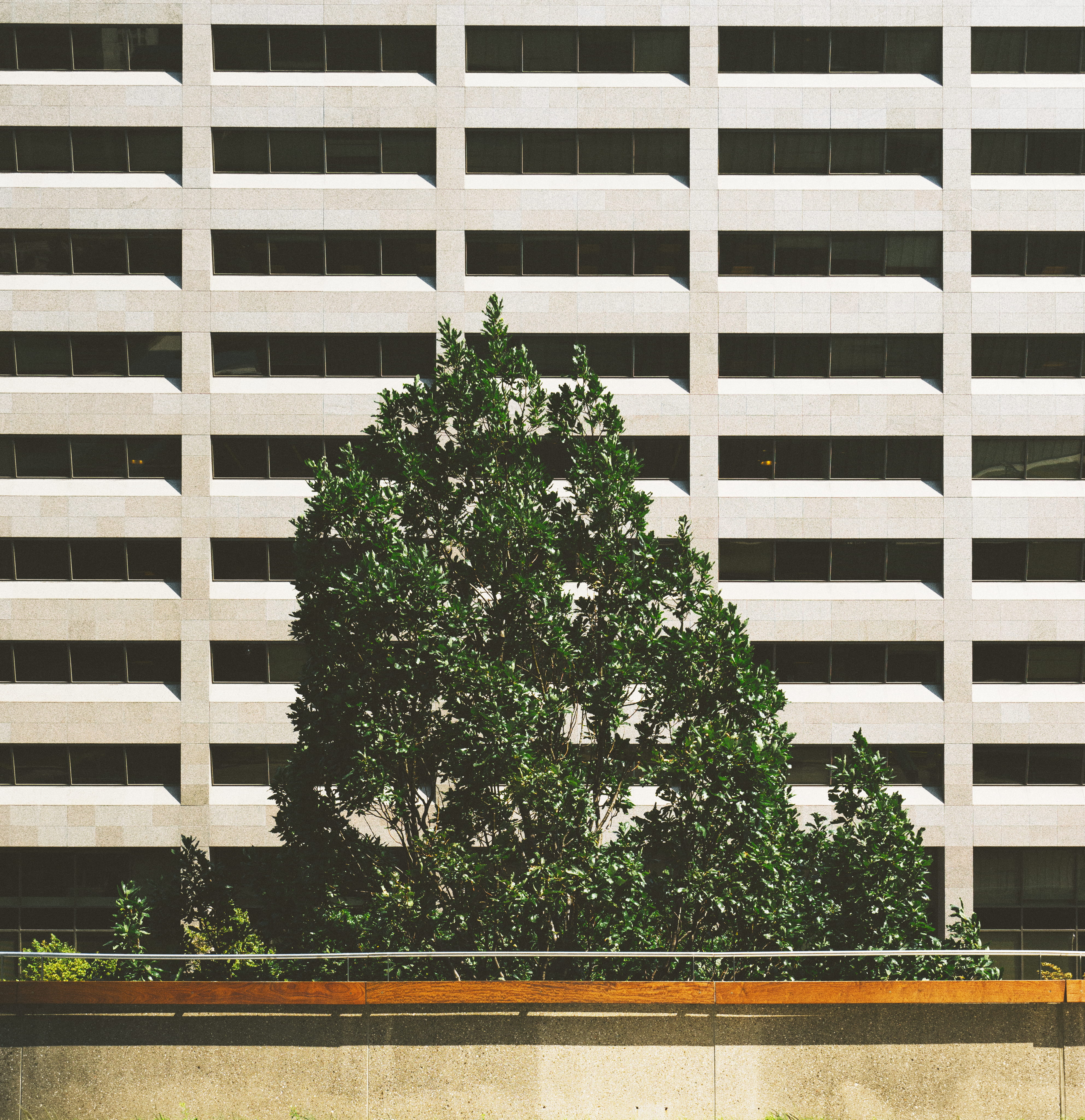 window, banister, home decor, growth, wall, toronto, roof, built structure, handrail, ornament, pattern, leaves, plant, abies, building exterior, tree, Phone HD Wallpaper