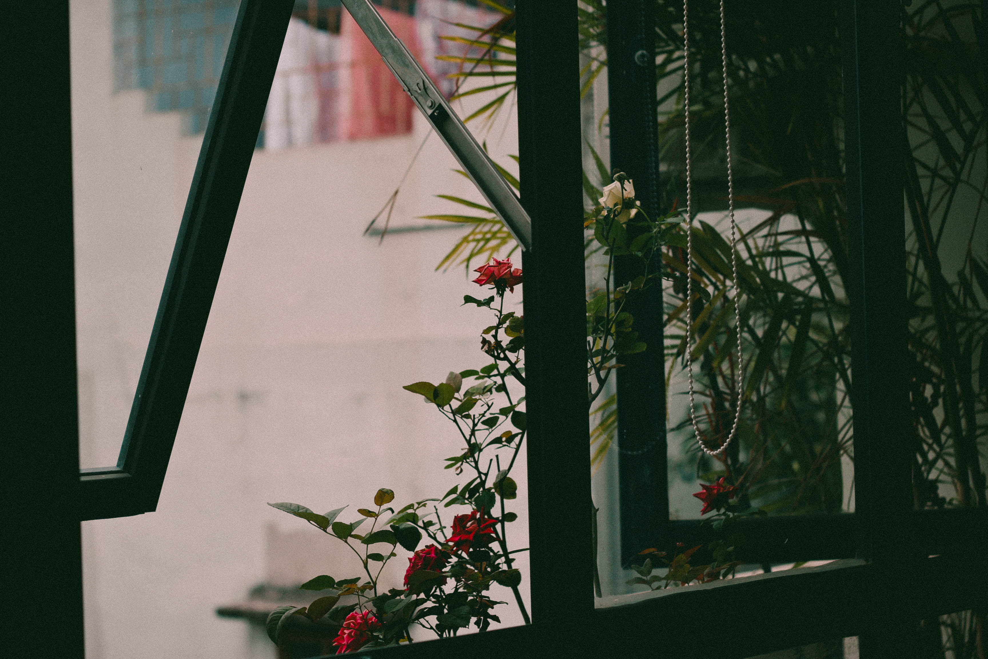 nature, houseplant, potted plant, plant, beauty in nature, art, red, outdoors, handrail, focus, pottery, architecture, photo, home decor, green color, growth, HD Wallpaper