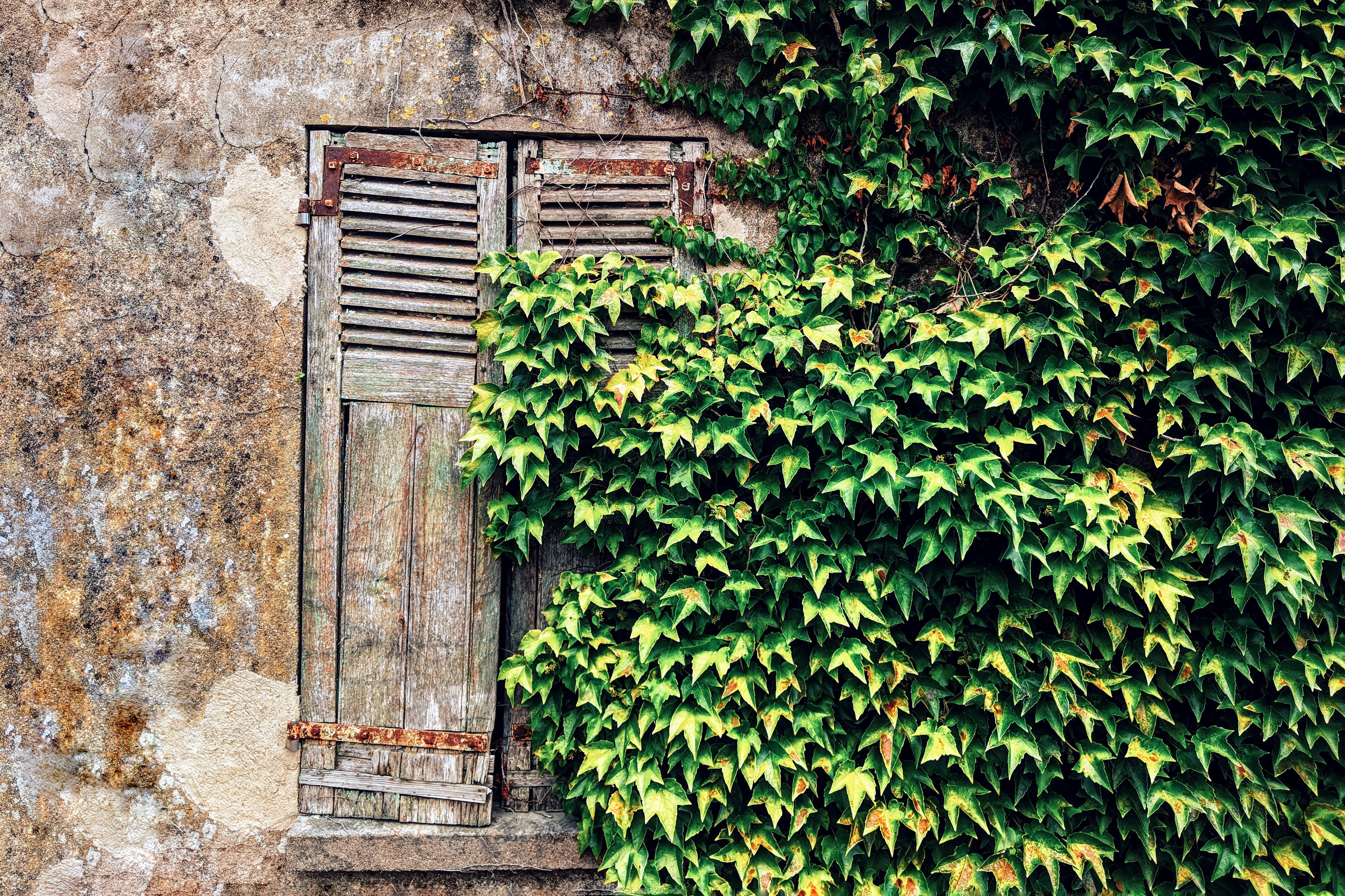 potted plant, curtain, herbs, growth, window, home decor, outdoors, dome, pottery, plant part, railing, 4K, flagstone, building exterior, house, wall, HD Wallpaper