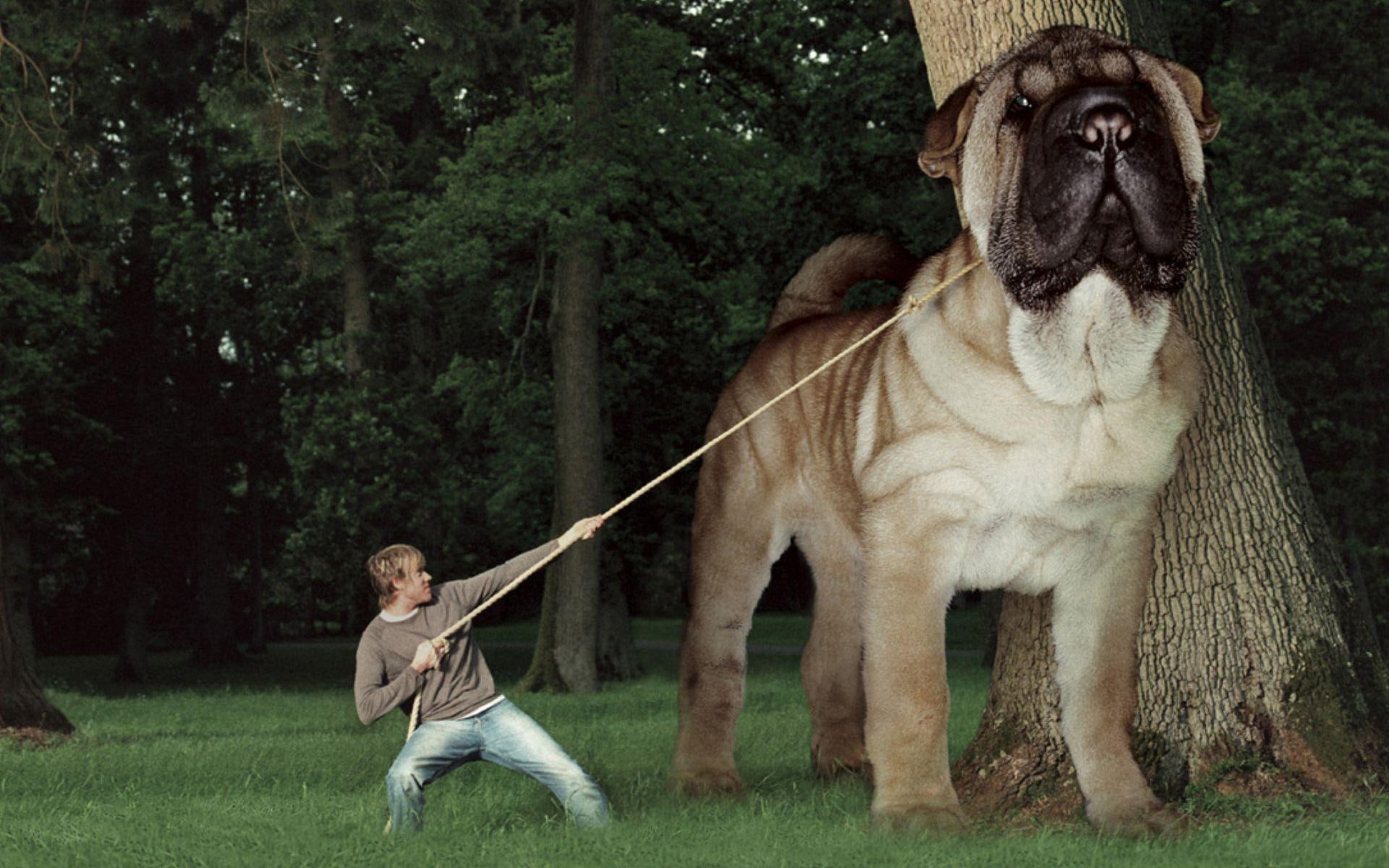 humour, leash, artwork, heel, 1080P, dogs, animals, trees, HD Wallpaper