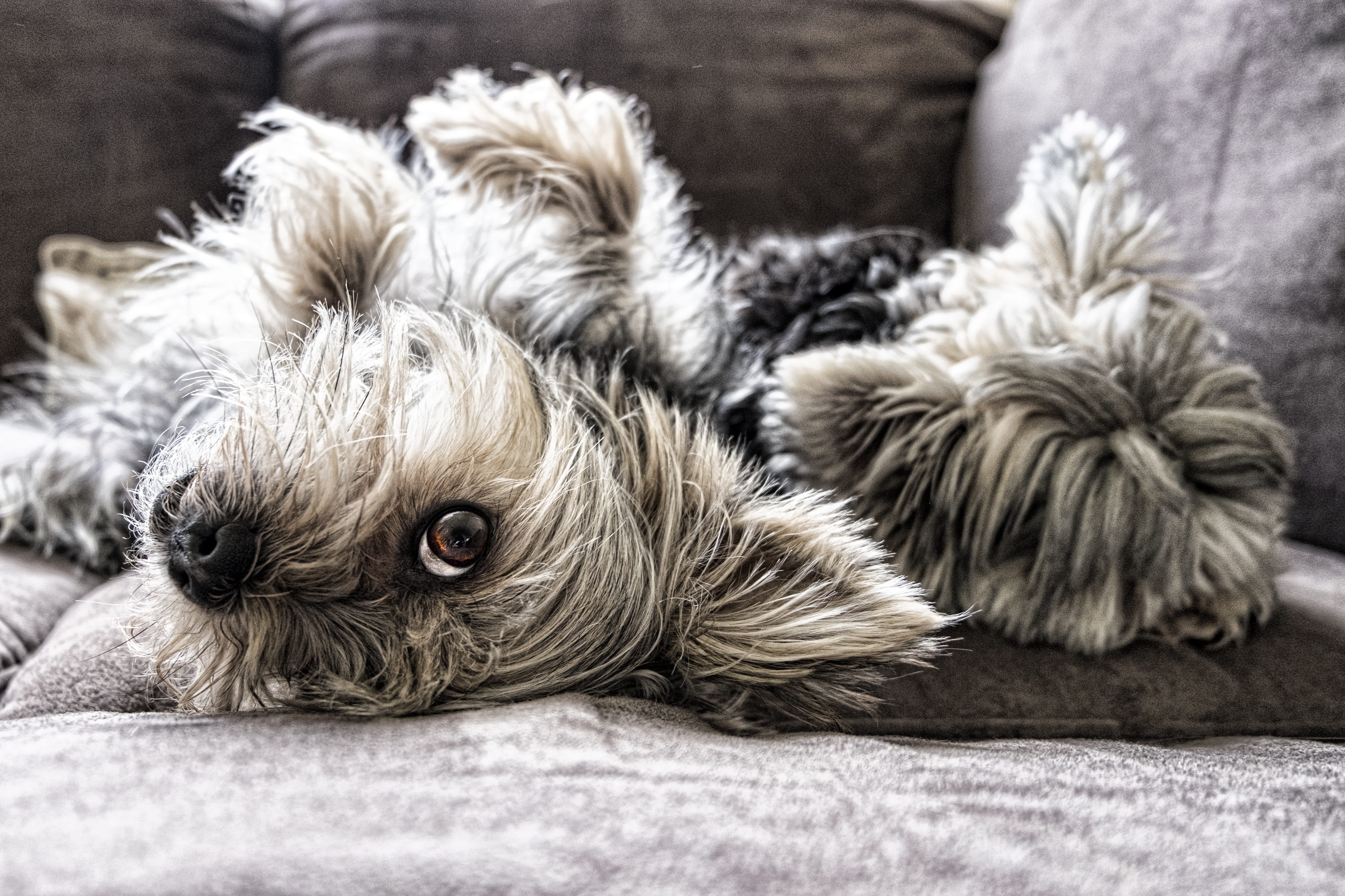 no people, pets, mammal, bed, gray, one animal, brown, humour, pup, funny, textile, canine, domestic, small, friend, yorkshire, puppy, relaxation, dogs, HD Wallpaper