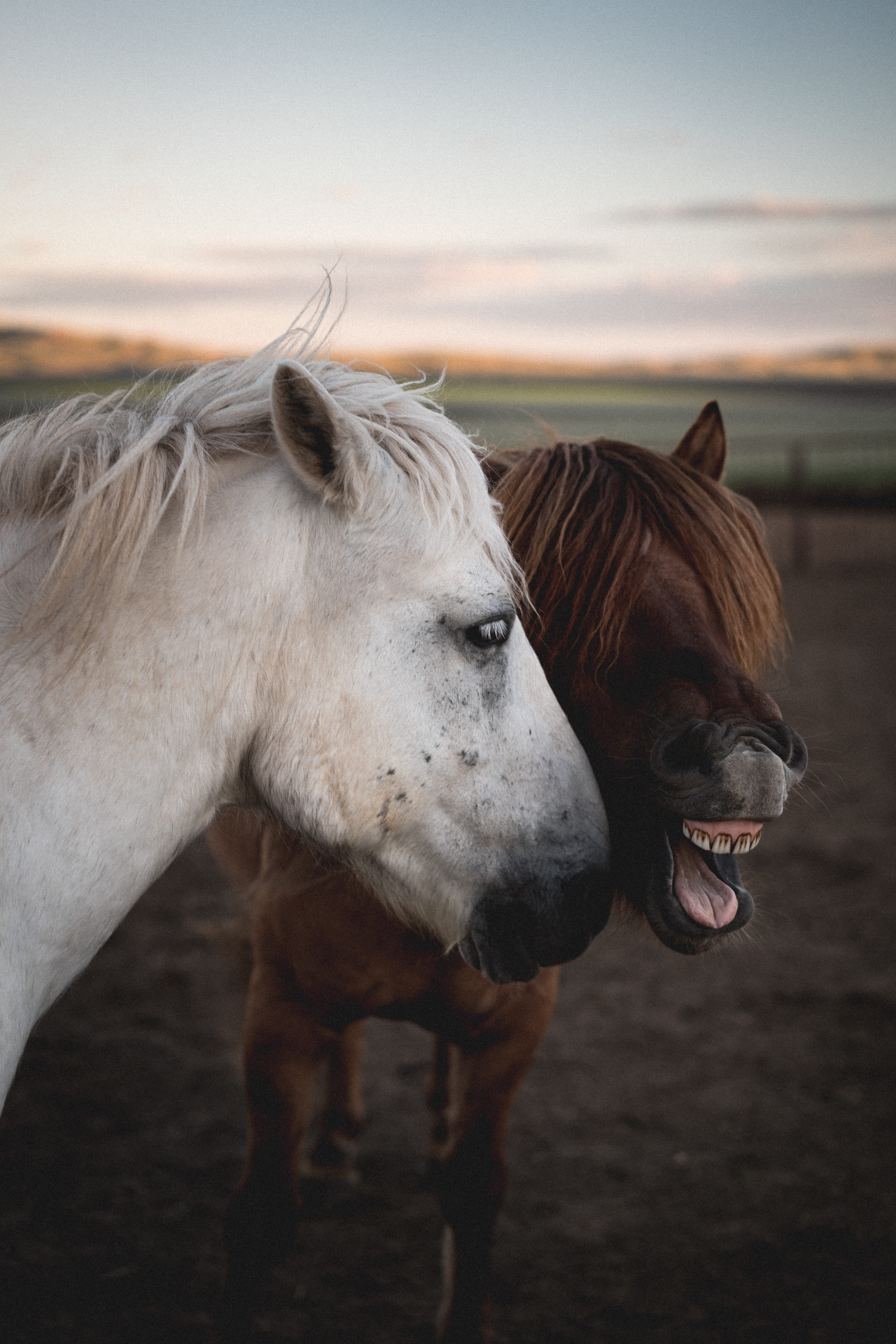 beauty In Nature, pasture, humor, pets, two, humour, meadow, field, beauty, mane, horses, pony, livestock, mare, domestic Animals, portrait, nature, animal, Phone HD Wallpaper
