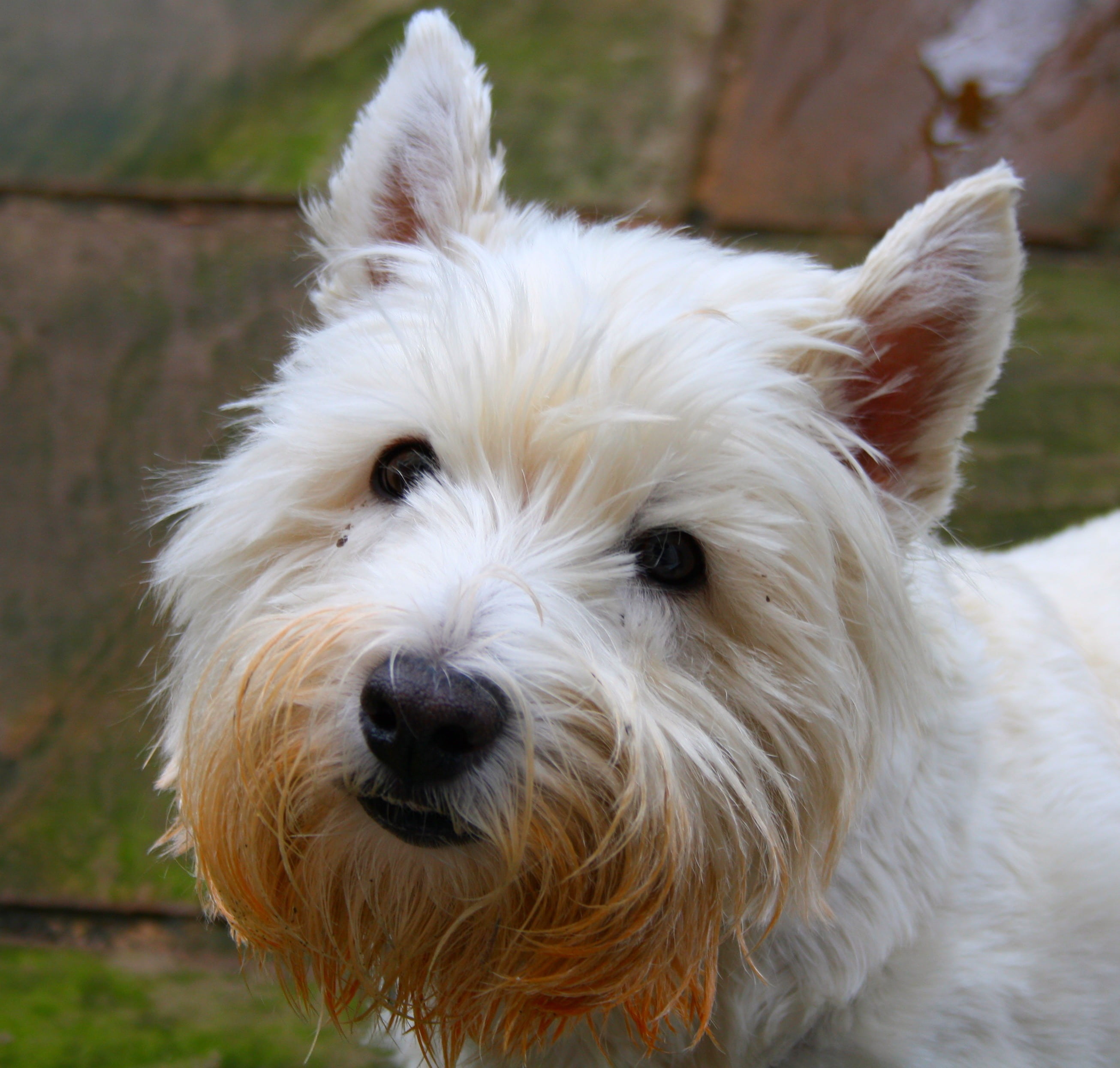 animal themes, white color, mammal, terrier, dog, animal head, west high, dogs, animal mouth, close-up, purebred Dog, vertebrate, westie, domestic animals, HD Wallpaper