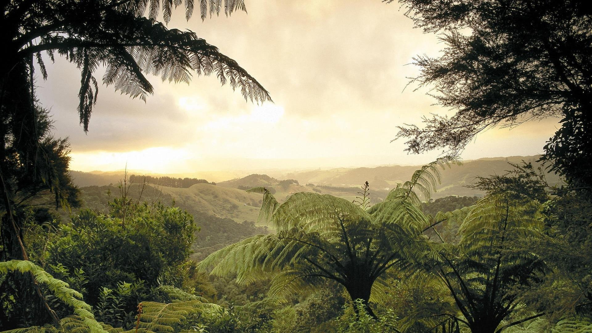 jungle, trees, 3d and abstract, haze, hills, look, 1080P, thru, green, palms, HD Wallpaper