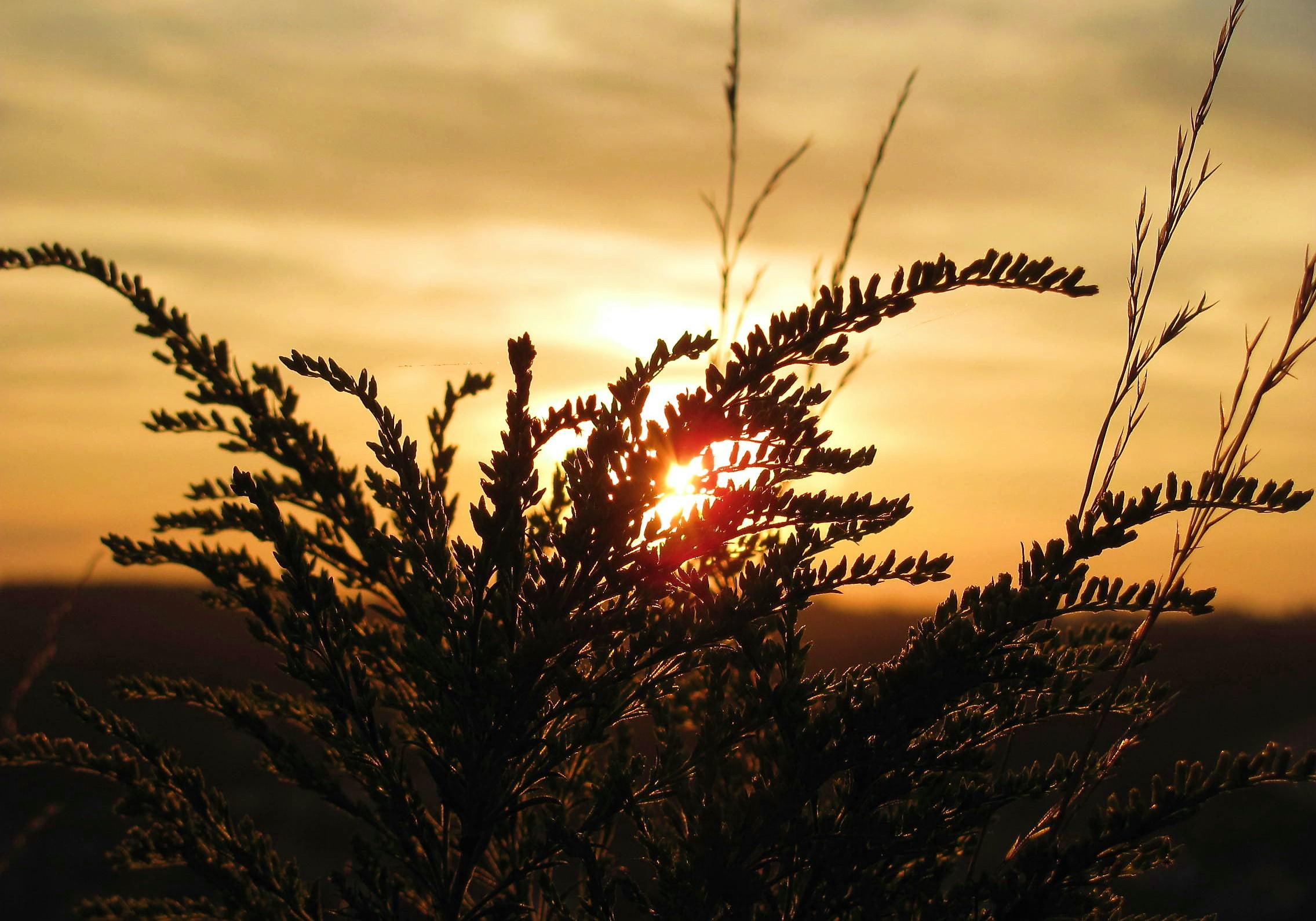 grass, field, sunset, grasses, nature, nature and landscapes, thru, 1080P, HD Wallpaper