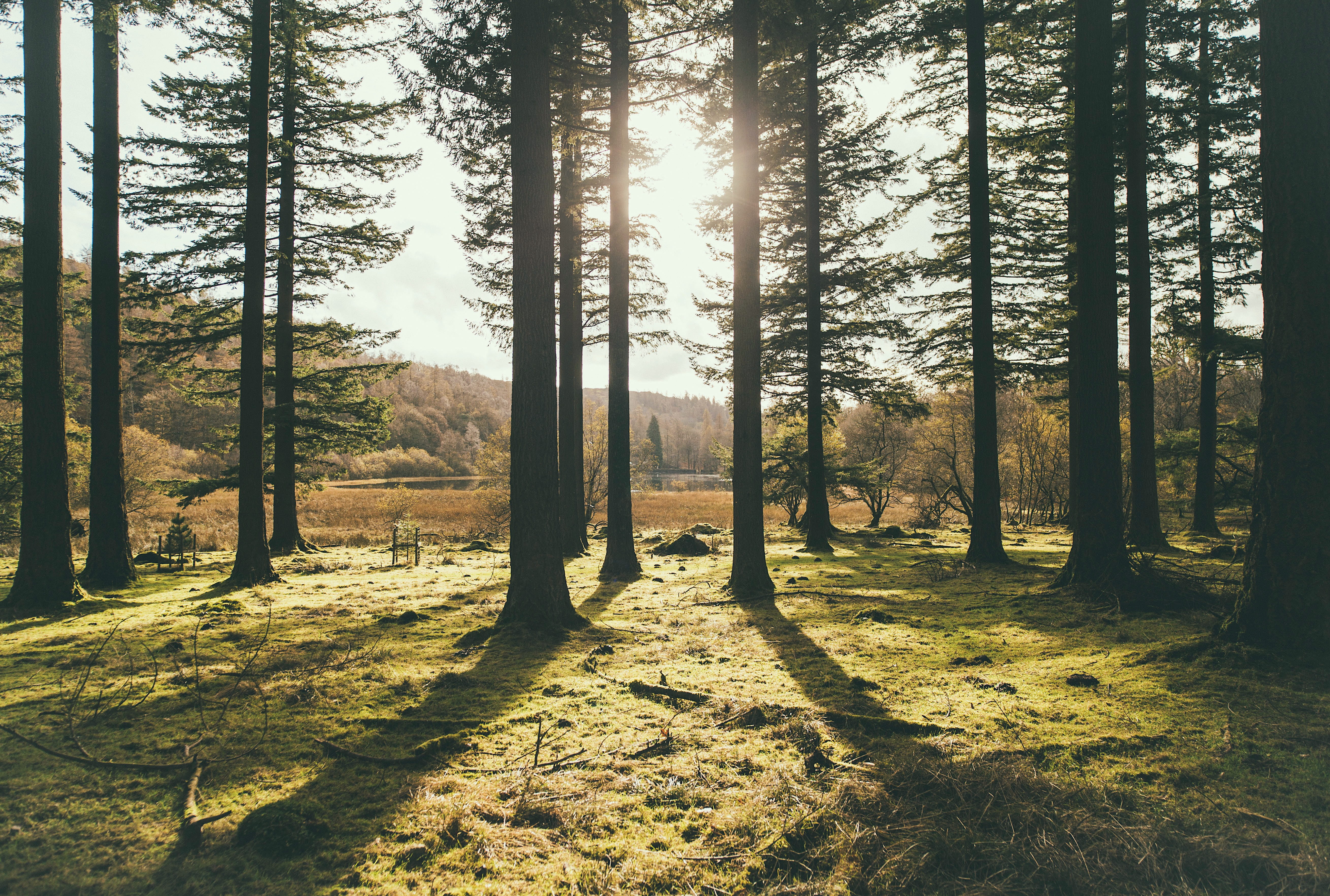 shadow, silhouette, sunlight, forest, field, thru, tree, photo, grass, growth, sunset, day, no people, plant, brown, trees, land, 5K, woodland, non-urban scene, HD Wallpaper
