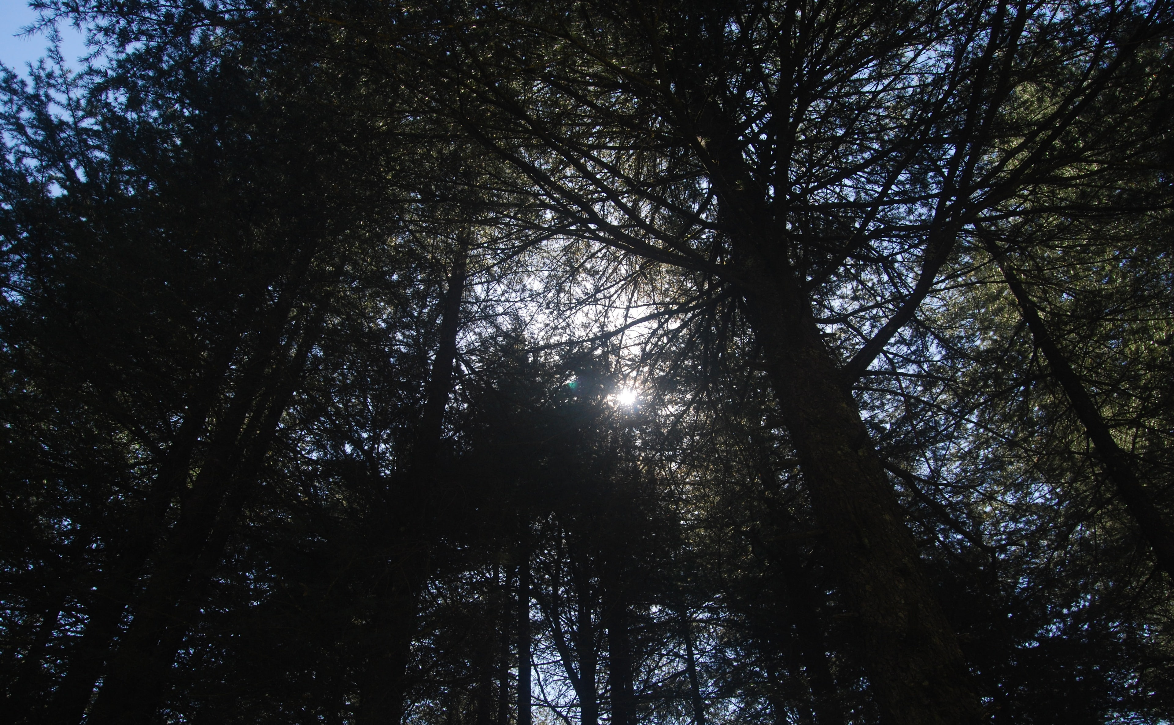 4K, sky, s, Rays, leafed, Forests, Shades, trunk, tree trunk, tranquil scene, tree, Trees, tranquility, land, directly below, green, plant, Photography, HD Wallpaper