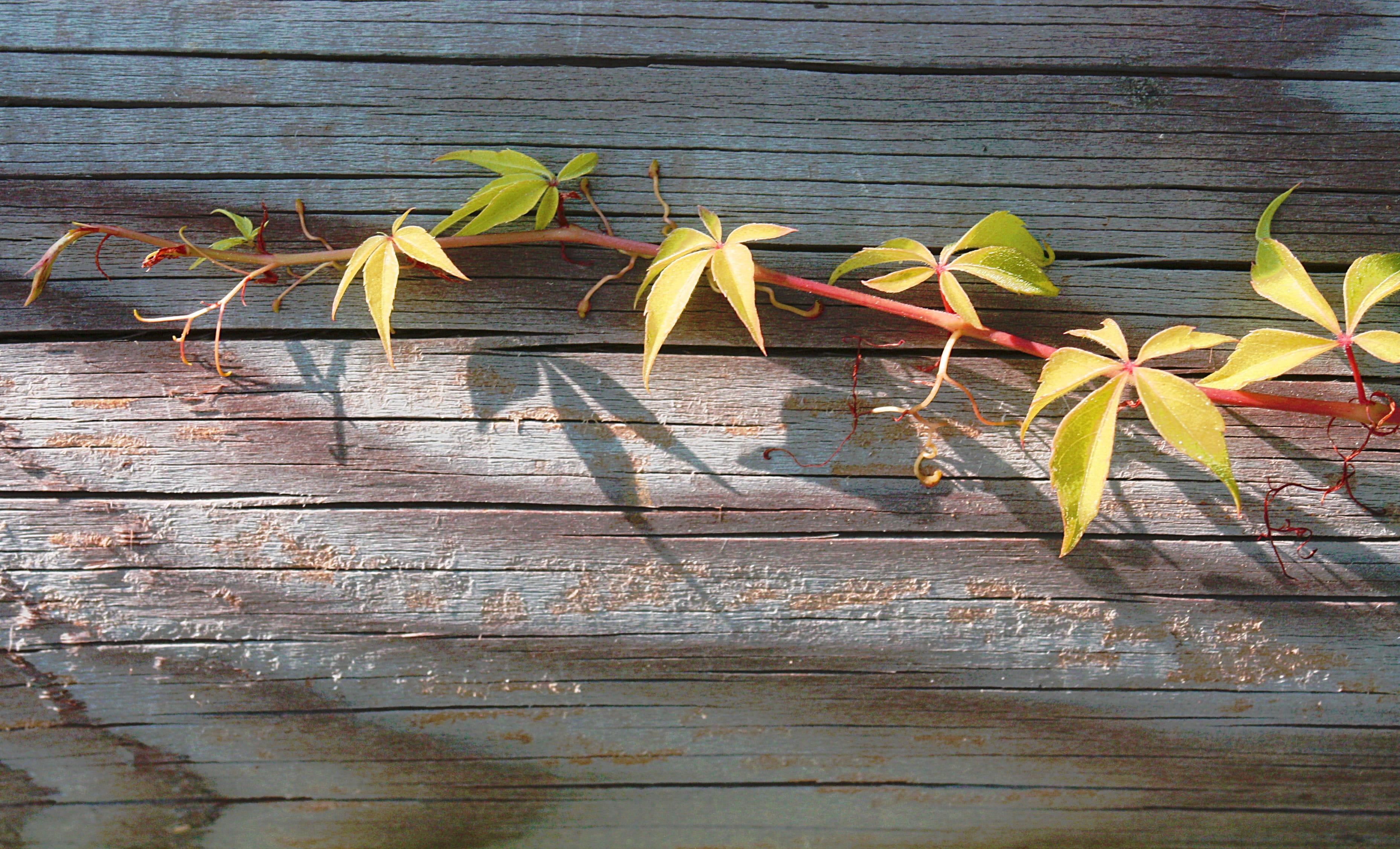 outdoors, plank, day, green Color, Vine, backgrounds, rear base, freshness, wall - building feature, leaves, Rear, leaf, Autumn, Birthday, plant, yellow, HD Wallpaper