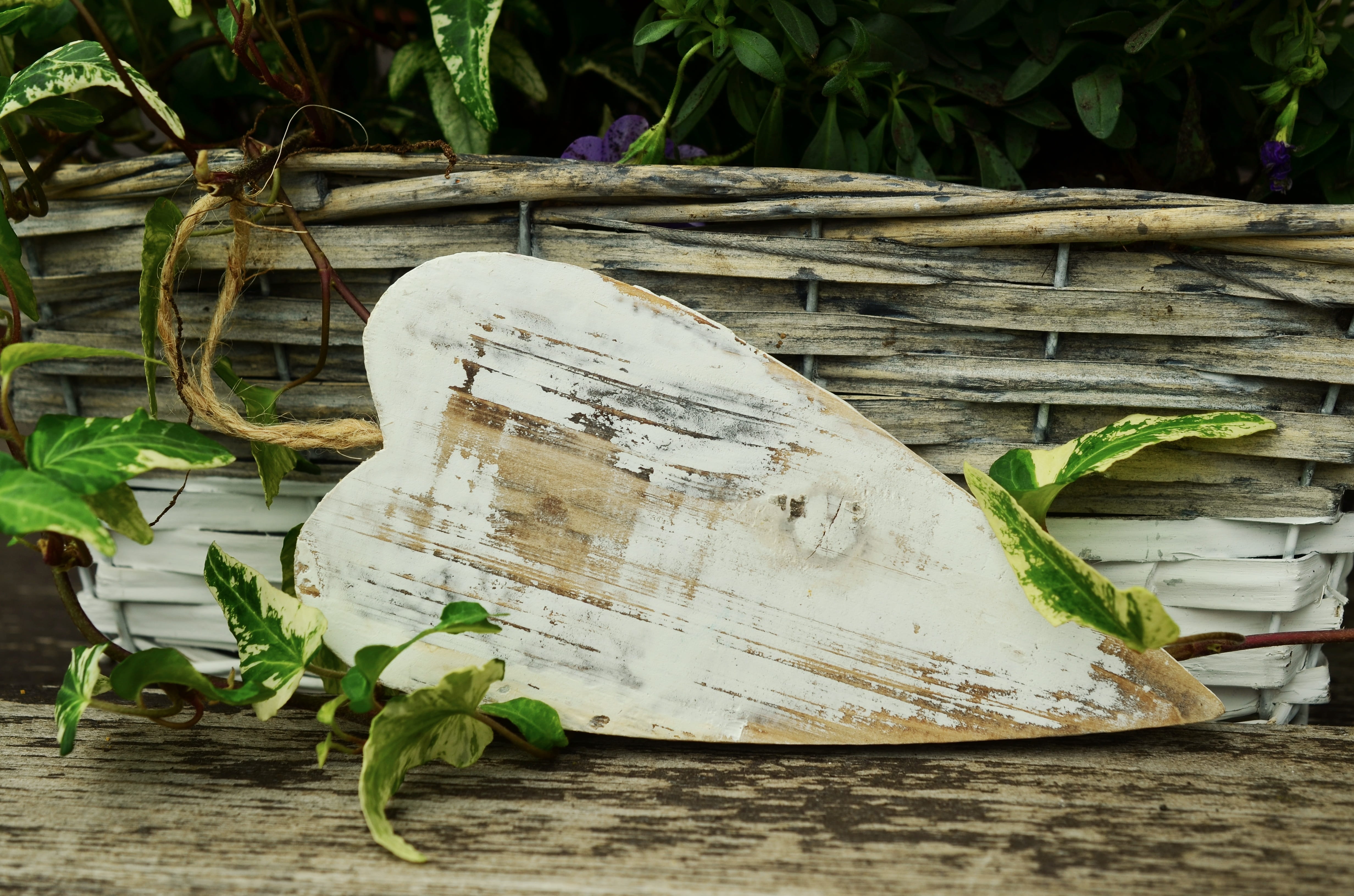 day, wood - Material, surface, leaves, wooden, wood, white, plant part, animal, close-up, beauty in nature, outdoors, friendship, symbolism, decor, no people, HD Wallpaper