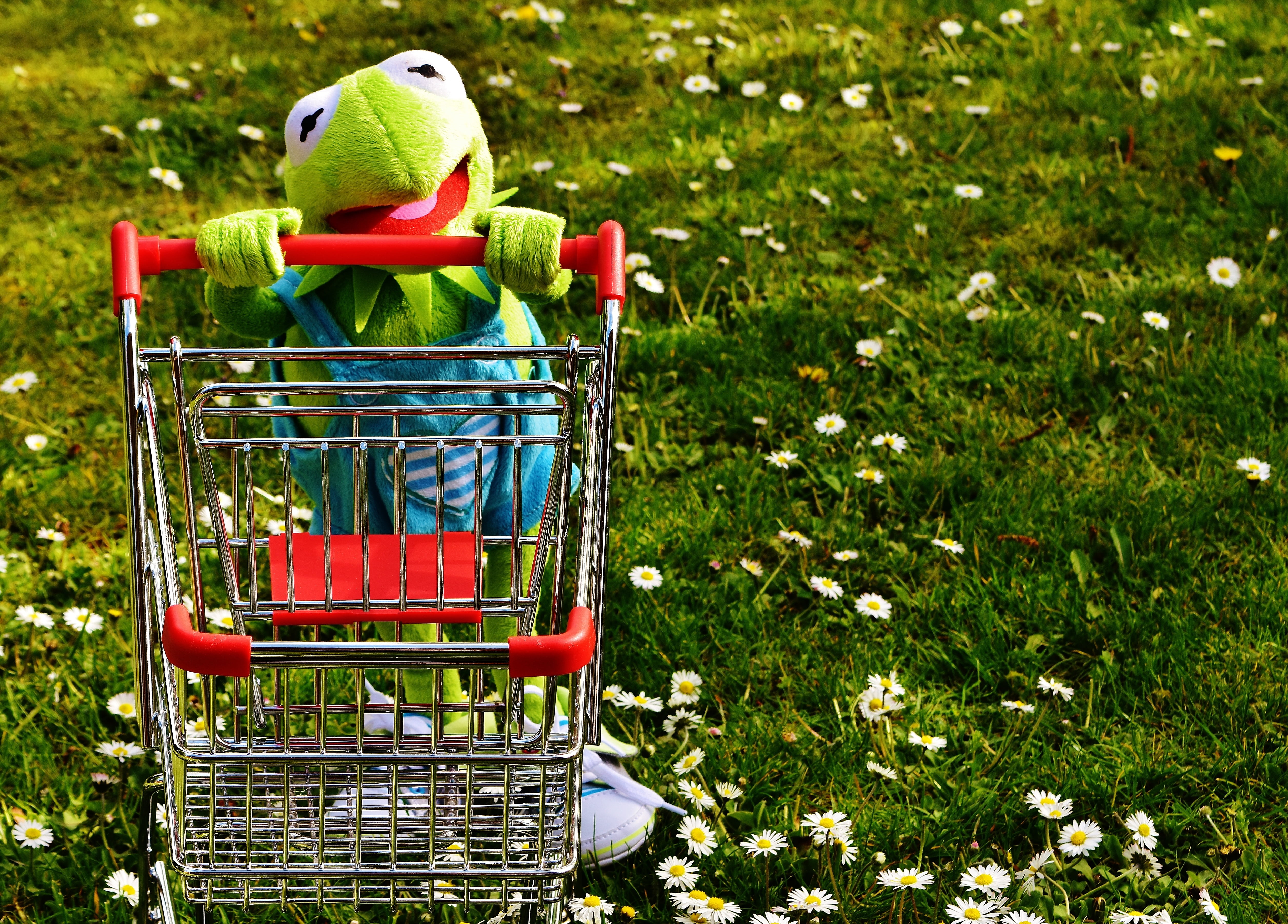 land, plant, toy, bird, animal themes, fruit, soft toy, vertebrate, supermarket, green, 4K, green color, shopping cart, representation, metal, no people, HD Wallpaper