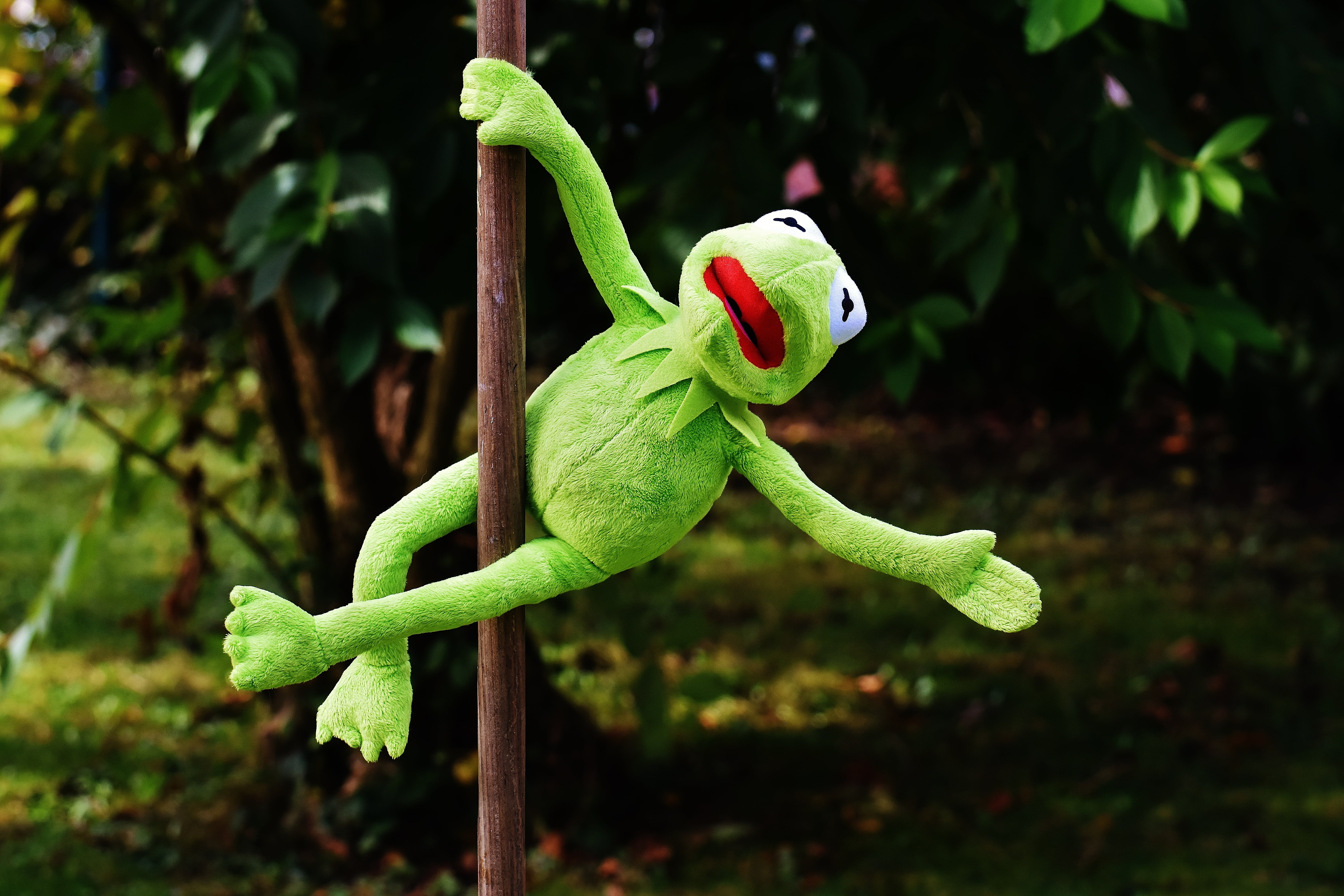 stuffed animal, plant, vertebrate, pole dance, lizard, kermit, plant part, animal, toys, 5K, funny, leaf, toy, animals in the wild, one animal, figure, HD Wallpaper