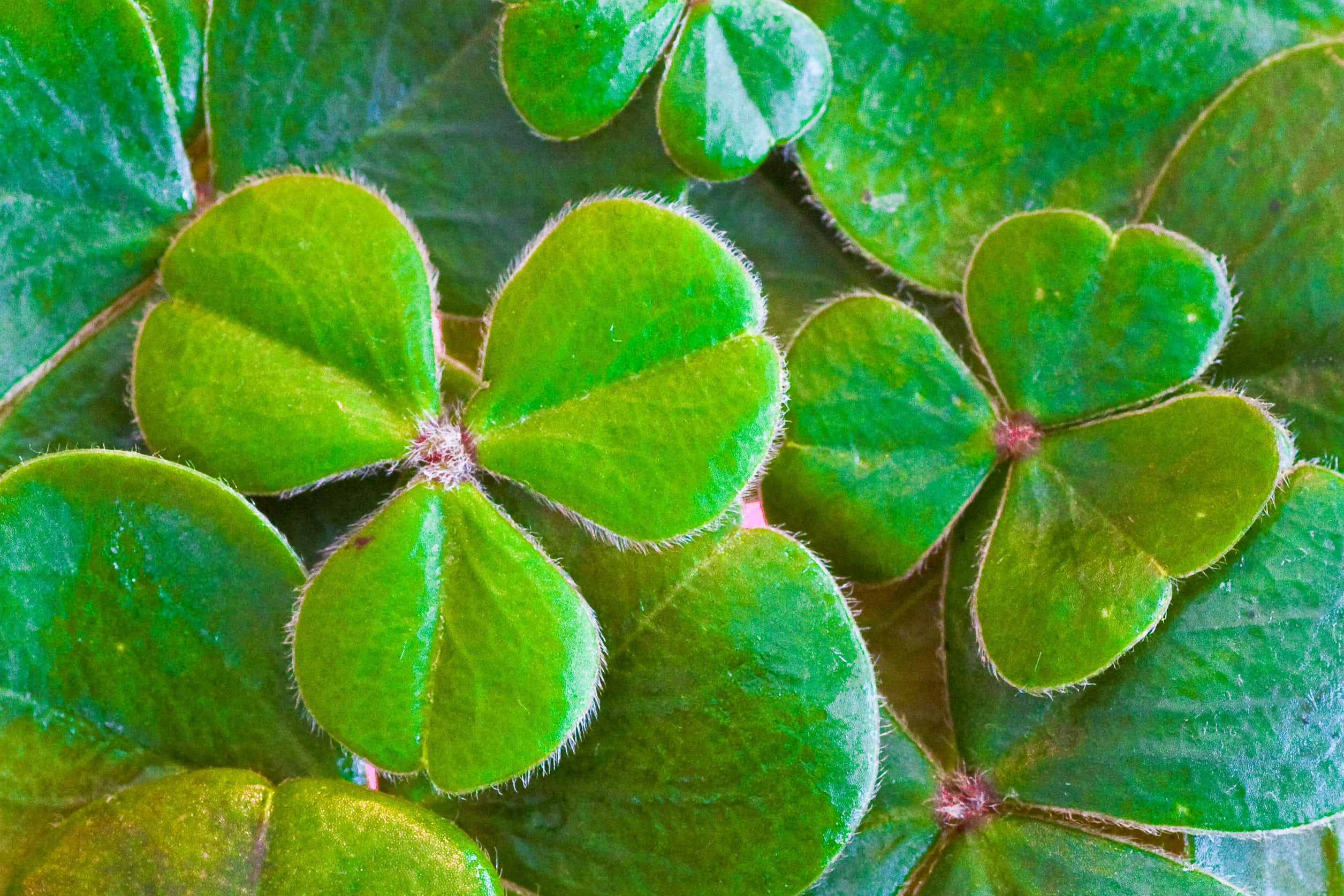 clover, flower, freshness, directly above, shamrocks, science, symbol, photo, high angle view, full frame, holiday, growth, beauty in nature, outdoors, HD Wallpaper