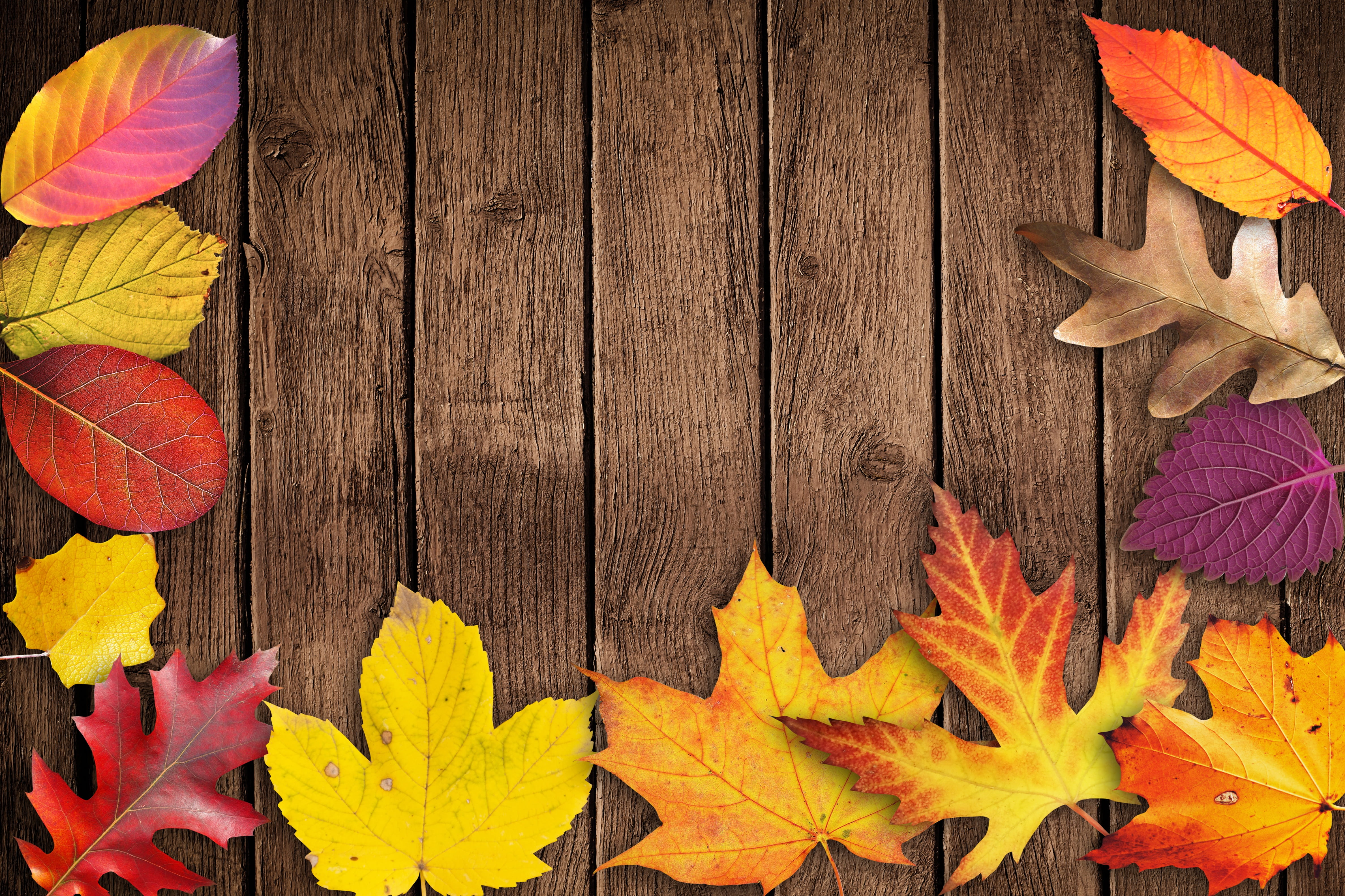 wood, autumn, wood - Material, autumn beginning, golden autumn, plant part, close-up, greeting, october, 4K, high angle view, day, greeting card, celebration, HD Wallpaper