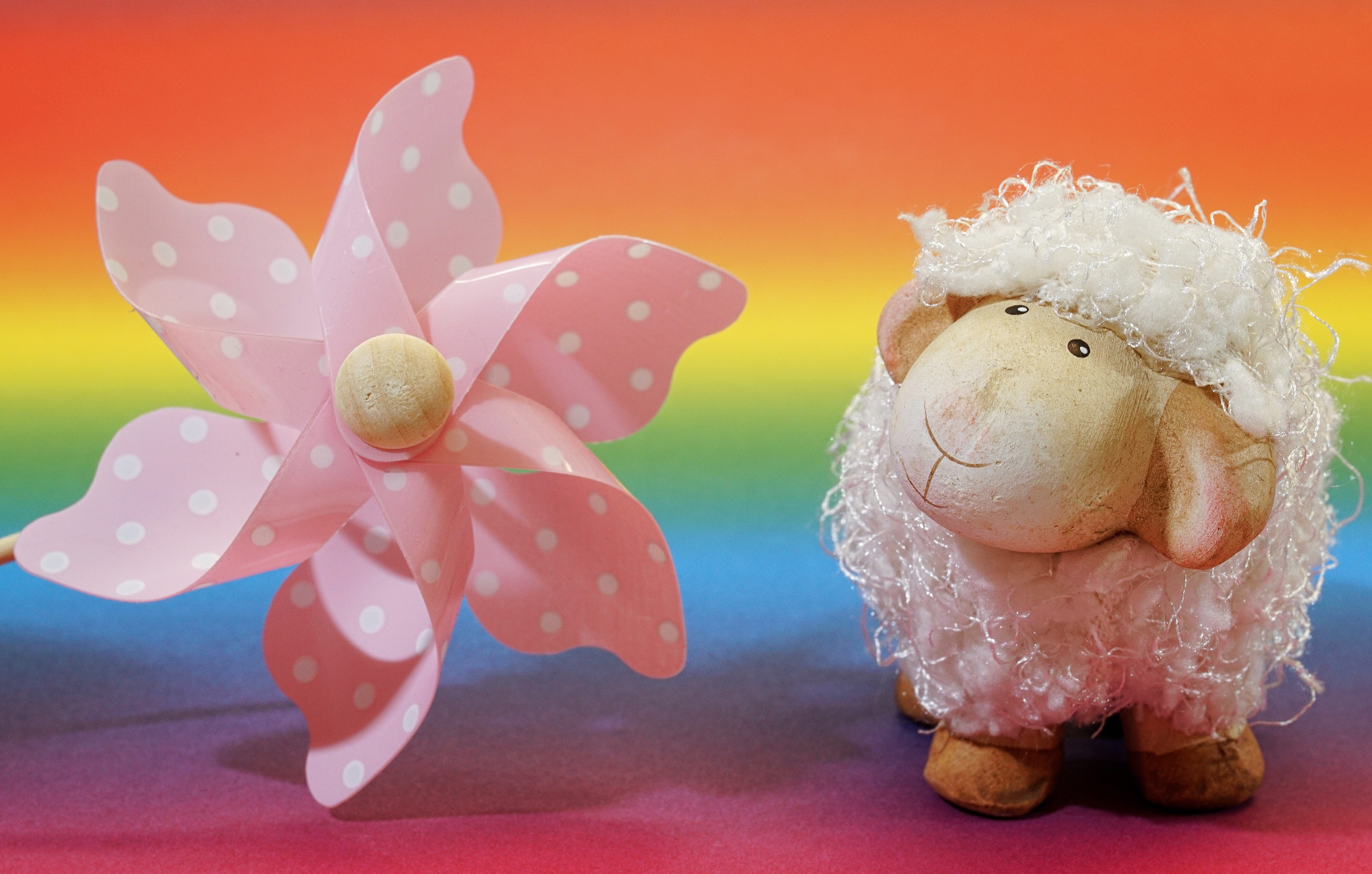 sheep, joy of life, play, little lamb, structure, curious, greeting card, modern, decoration, pink color, close-up, cheerful, birthday, lighting, mood, HD Wallpaper